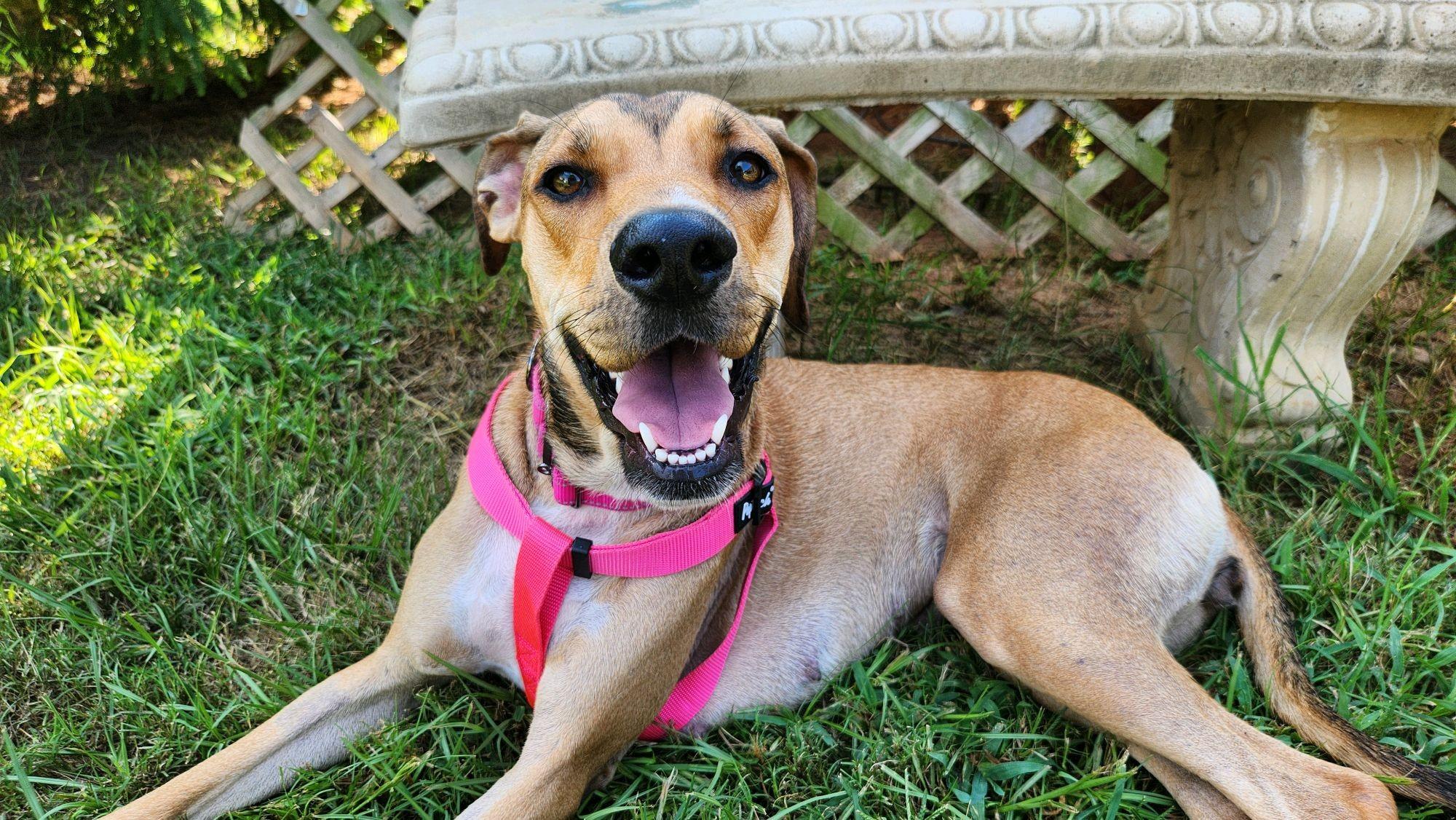 Sadie Rose, Adoptable, Adult Female Hound.