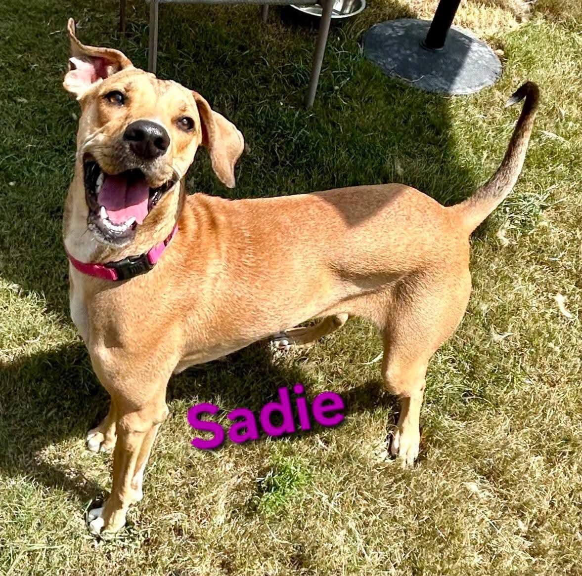 Enlarge Sadie Rose, a Adoptable mixed breed in North Augusta, SC image 1/6