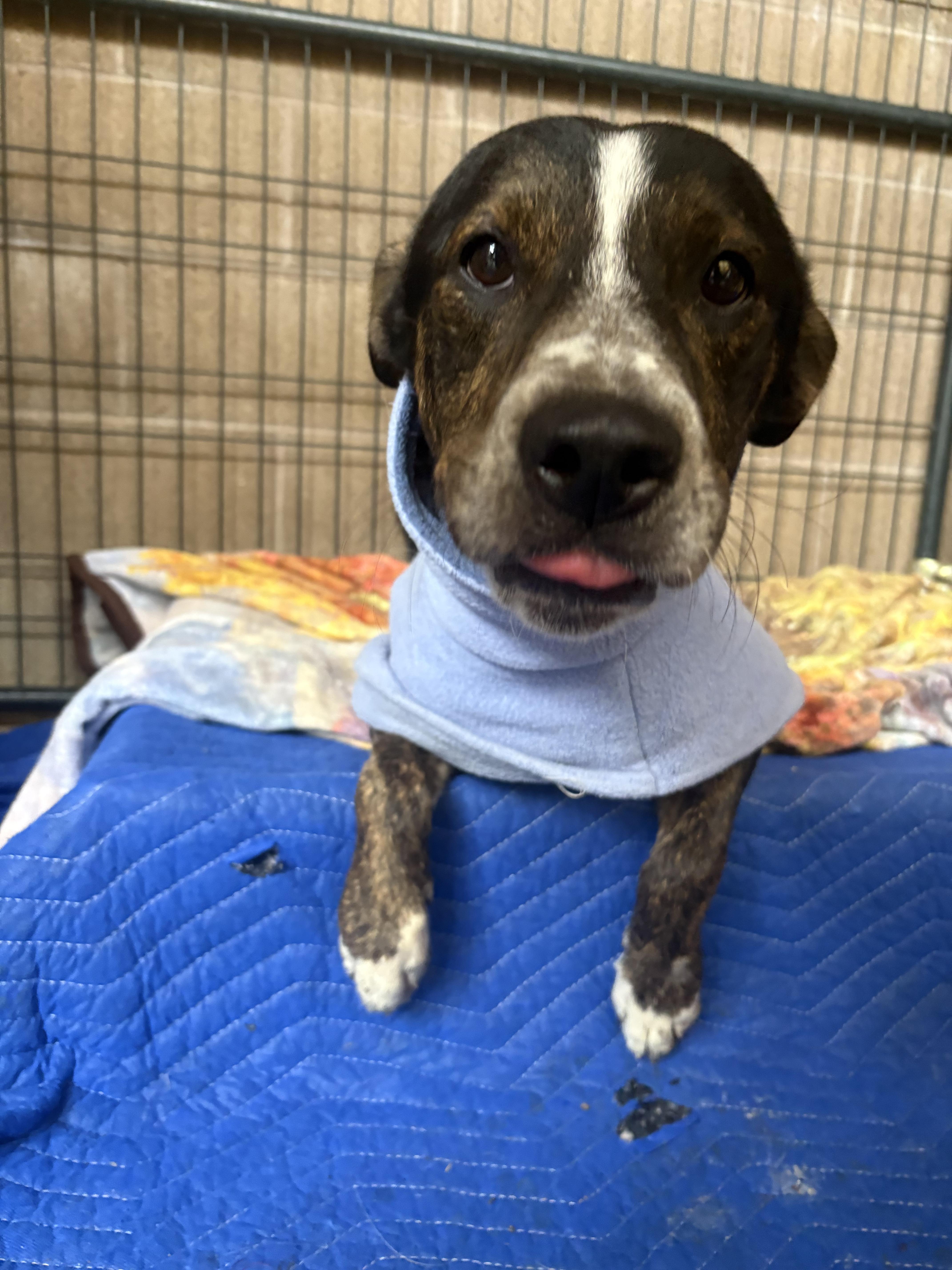 Enlarge Scrabble, a ADOPTABLE mixed breed in Grass Valley, CA image 2/5