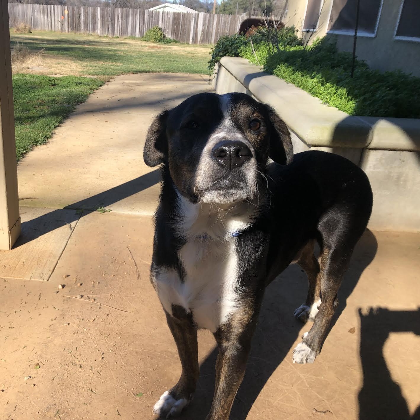 Enlarge Scrabble, a ADOPTABLE mixed breed in Grass Valley, CA image 6/6