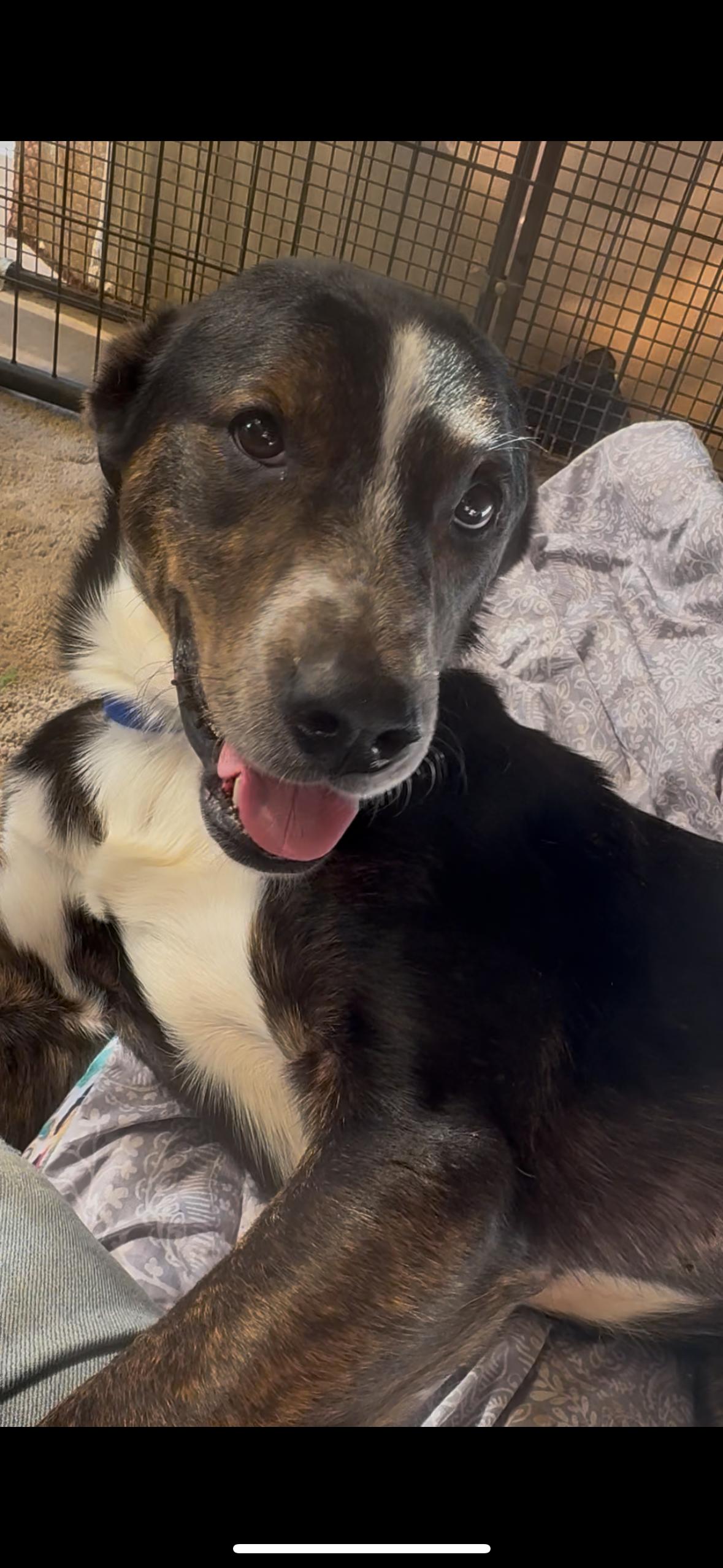 Enlarge Scrabble, a ADOPTABLE mixed breed in Grass Valley, CA image 3/5