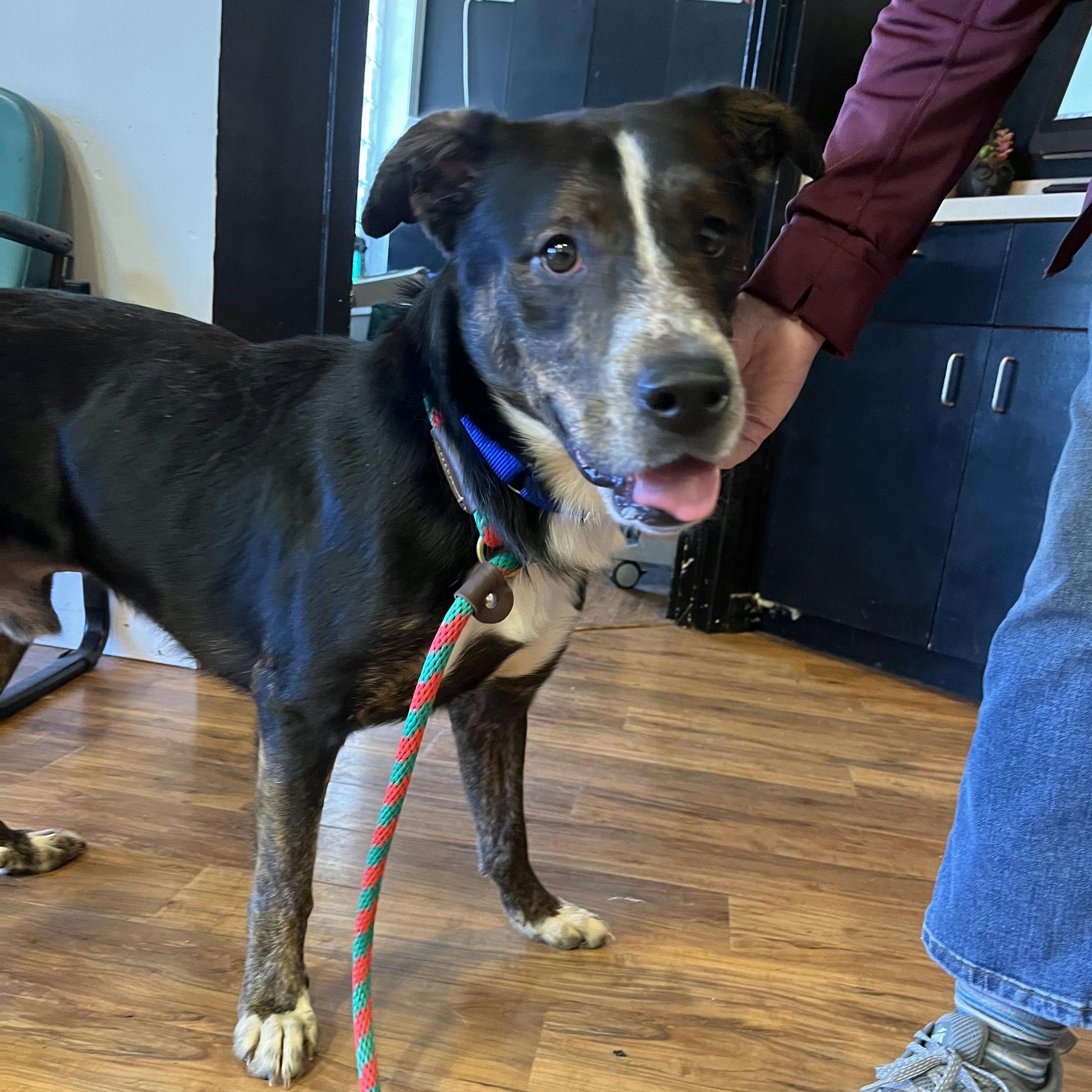 Scrabble, ADOPTABLE, Adult Male Terrier.