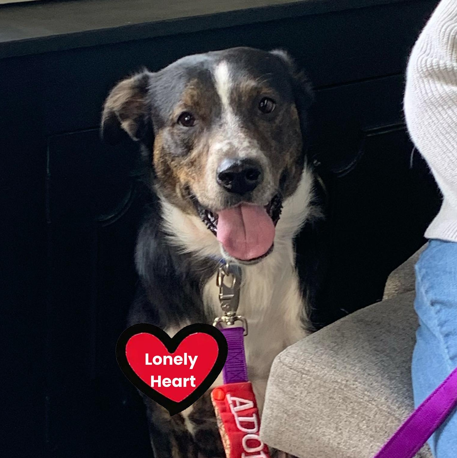 Scrabble, ADOPTABLE, Adult Male Terrier.