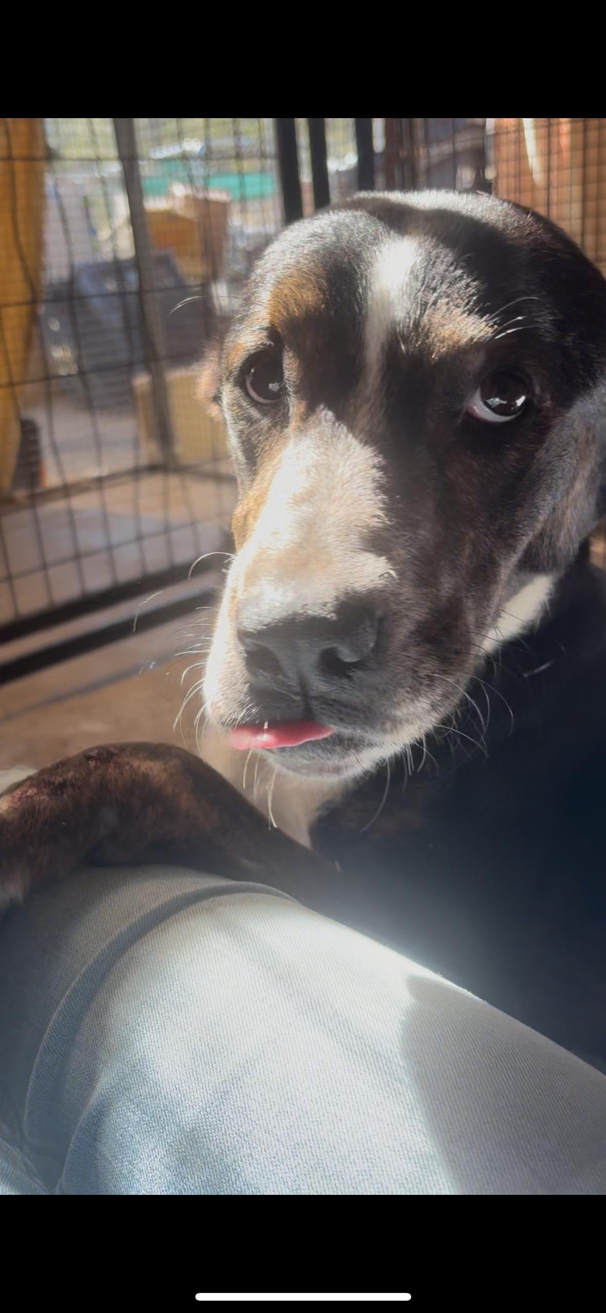 Enlarge Scrabble, a ADOPTABLE mixed breed in Grass Valley, CA image 4/5