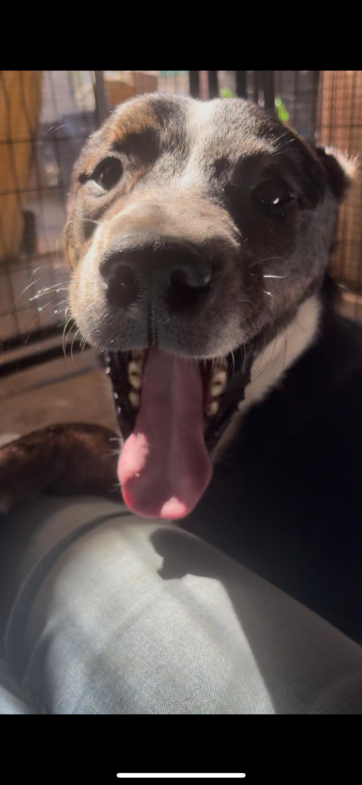 Enlarge Scrabble, a ADOPTABLE mixed breed in Grass Valley, CA image 5/5