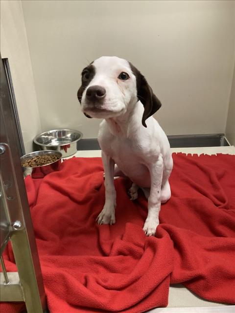 Enlarge Clara, a ADOPTABLE mixed breed in Dubuque, IA image 2/3