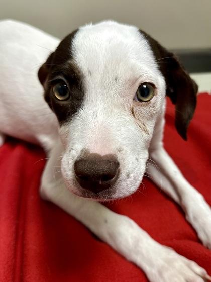 Enlarge Clara, a ADOPTABLE mixed breed in Dubuque, IA image 3/3