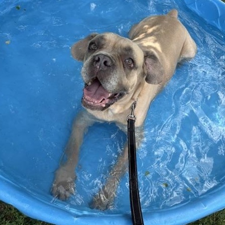 Enlarge Grimm, a ADOPTABLE mixed breed in Honesdale, PA image 3/4