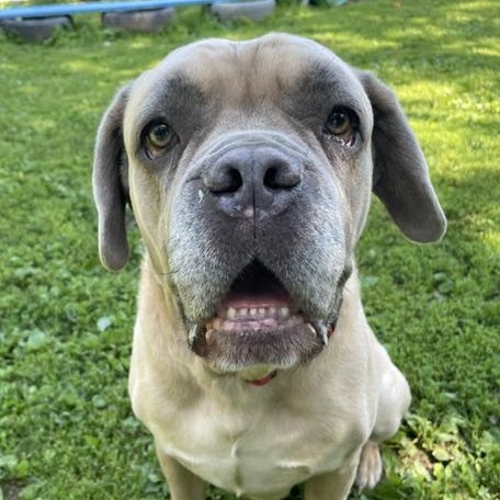 Grimm, ADOPTABLE, Adult Male Mastiff.
