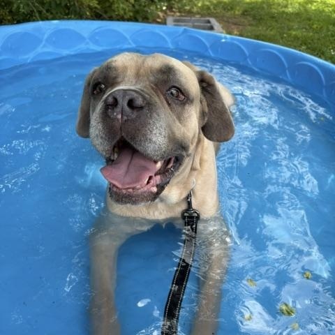Enlarge Grimm, a ADOPTABLE mixed breed in Honesdale, PA image 2/4