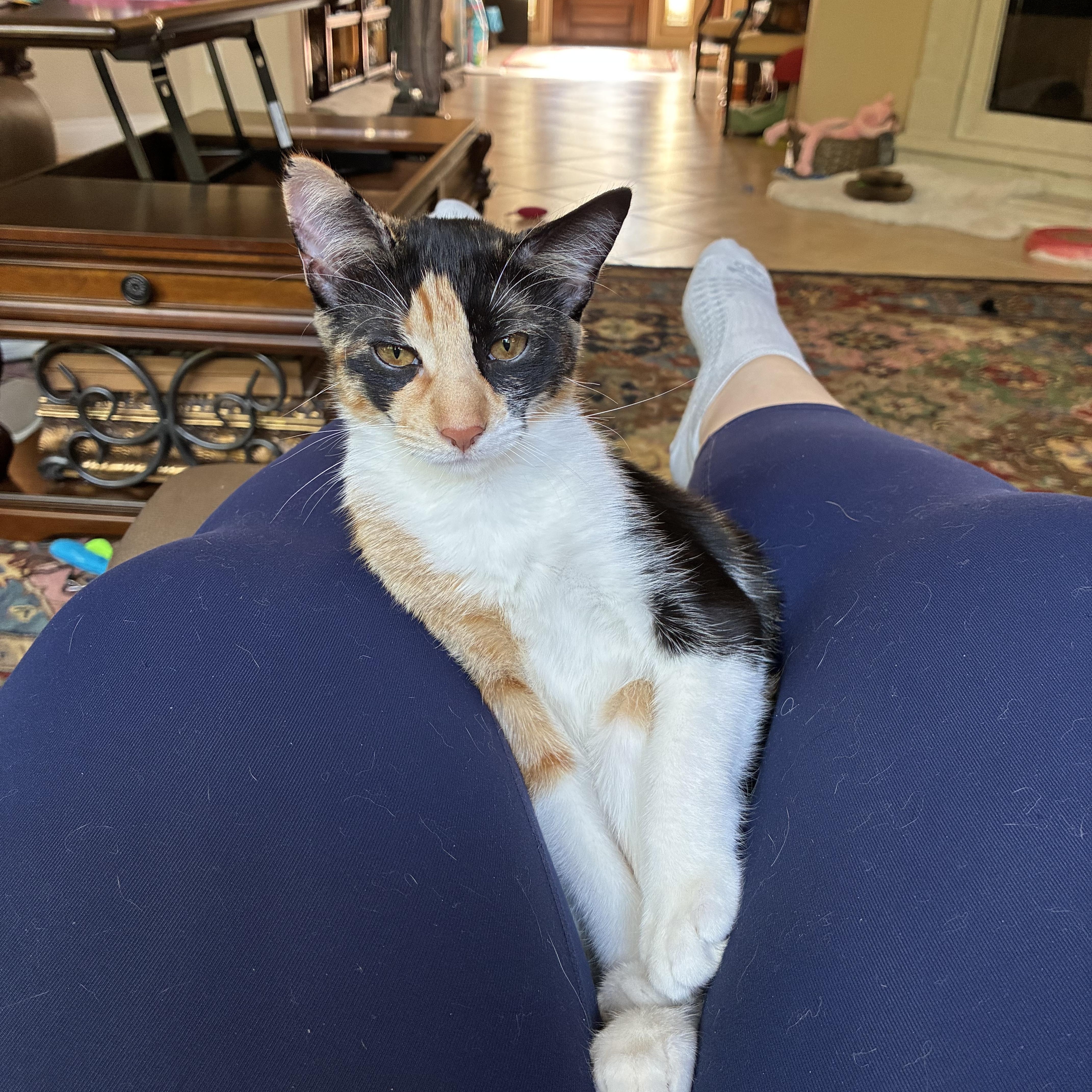 Enlarge Cora, a Adoptable Domestic Short Hair in Huffman, TX image 3/6