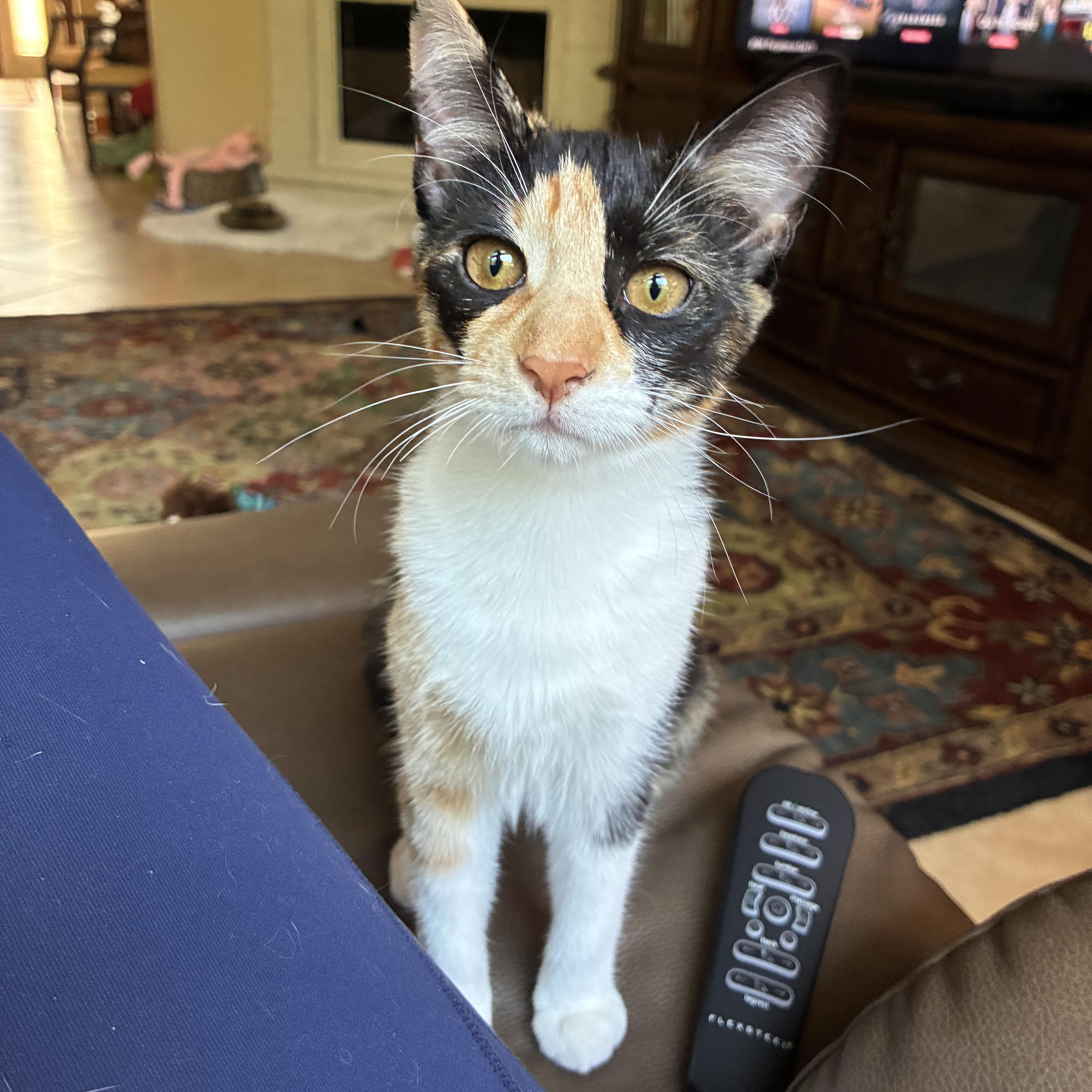 Cora, Adoptable, Young Female Domestic Short Hair.