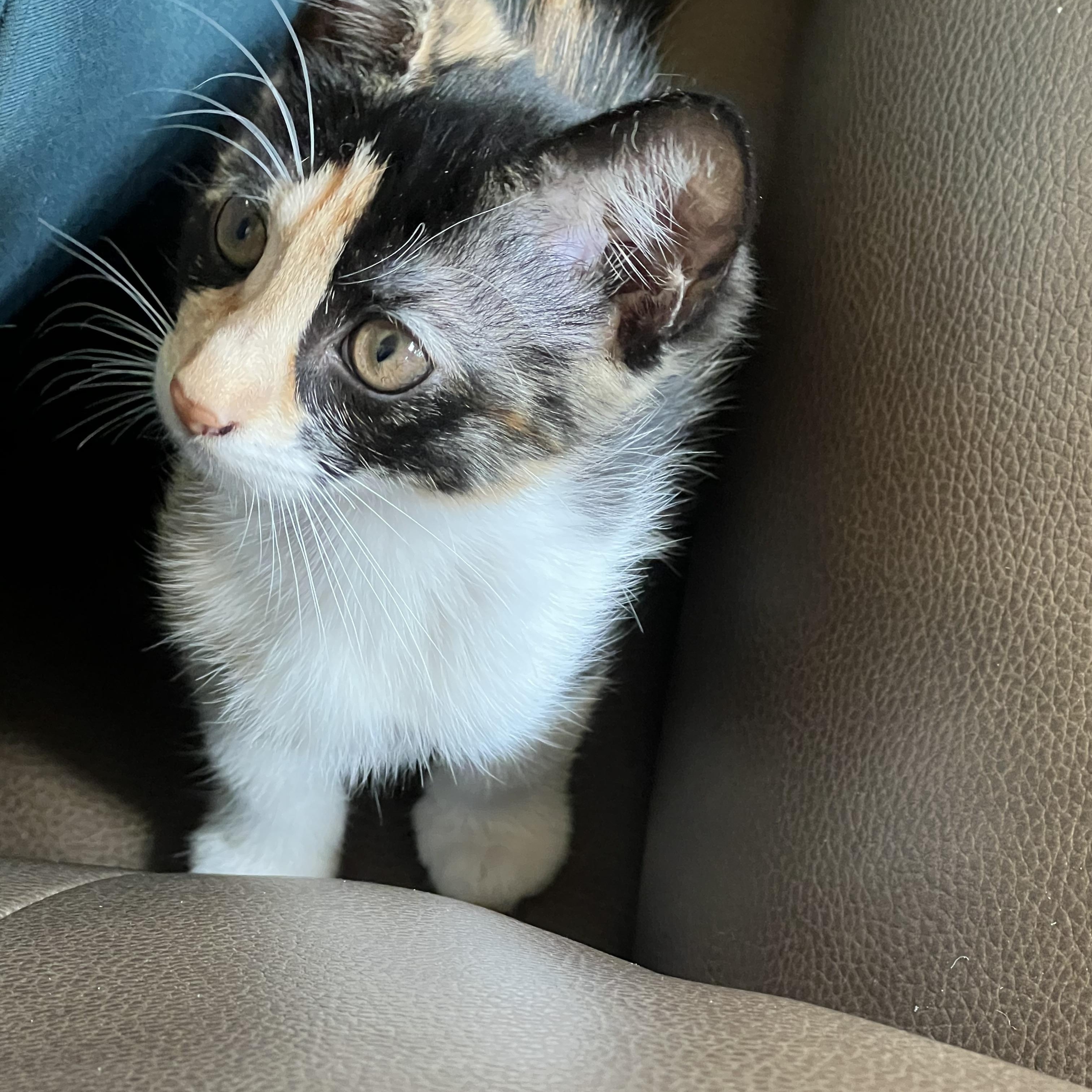 Enlarge Cora, a Adoptable Domestic Short Hair in Huffman, TX image 3/3