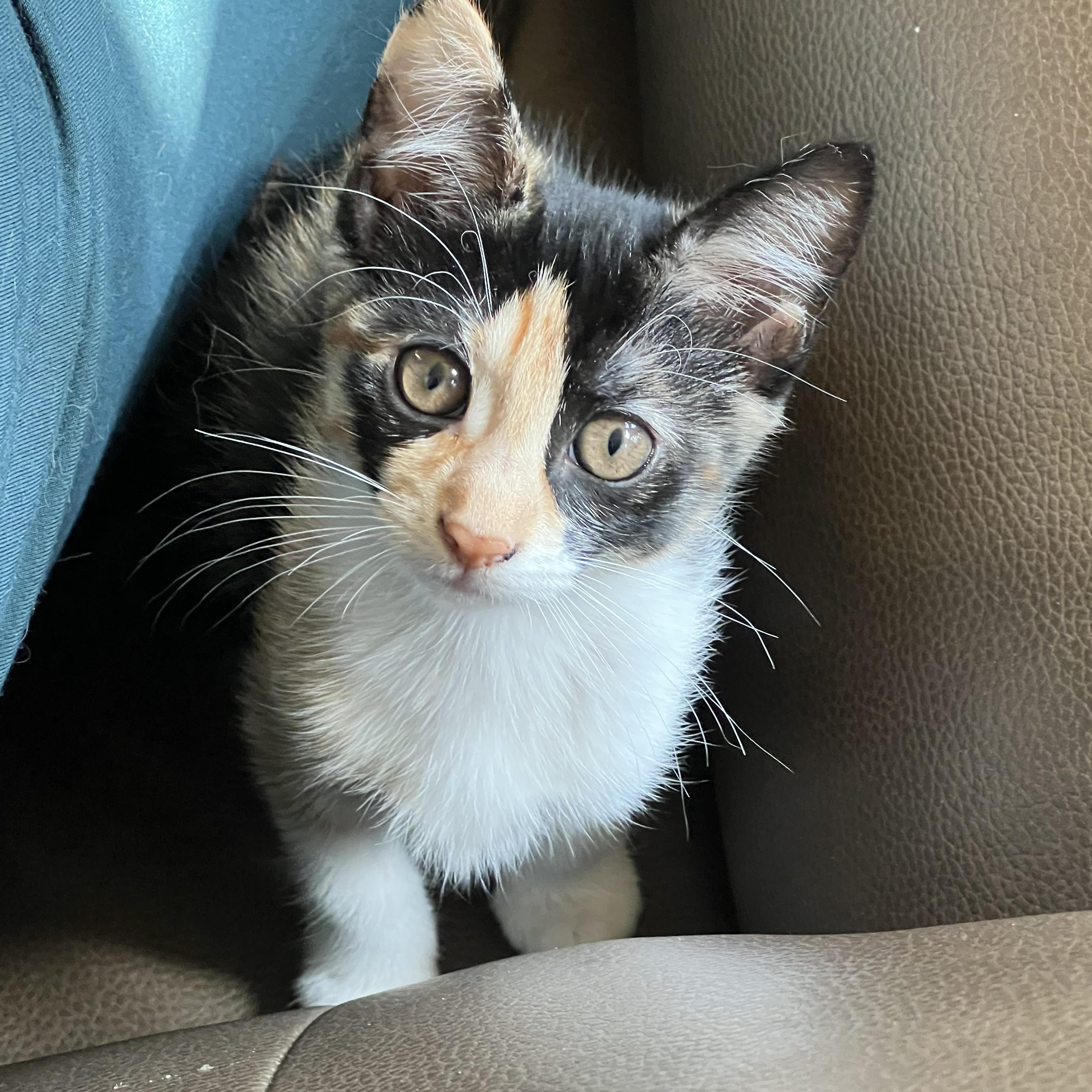 Enlarge Cora, a Adoptable Domestic Short Hair in Huffman, TX image 2/3