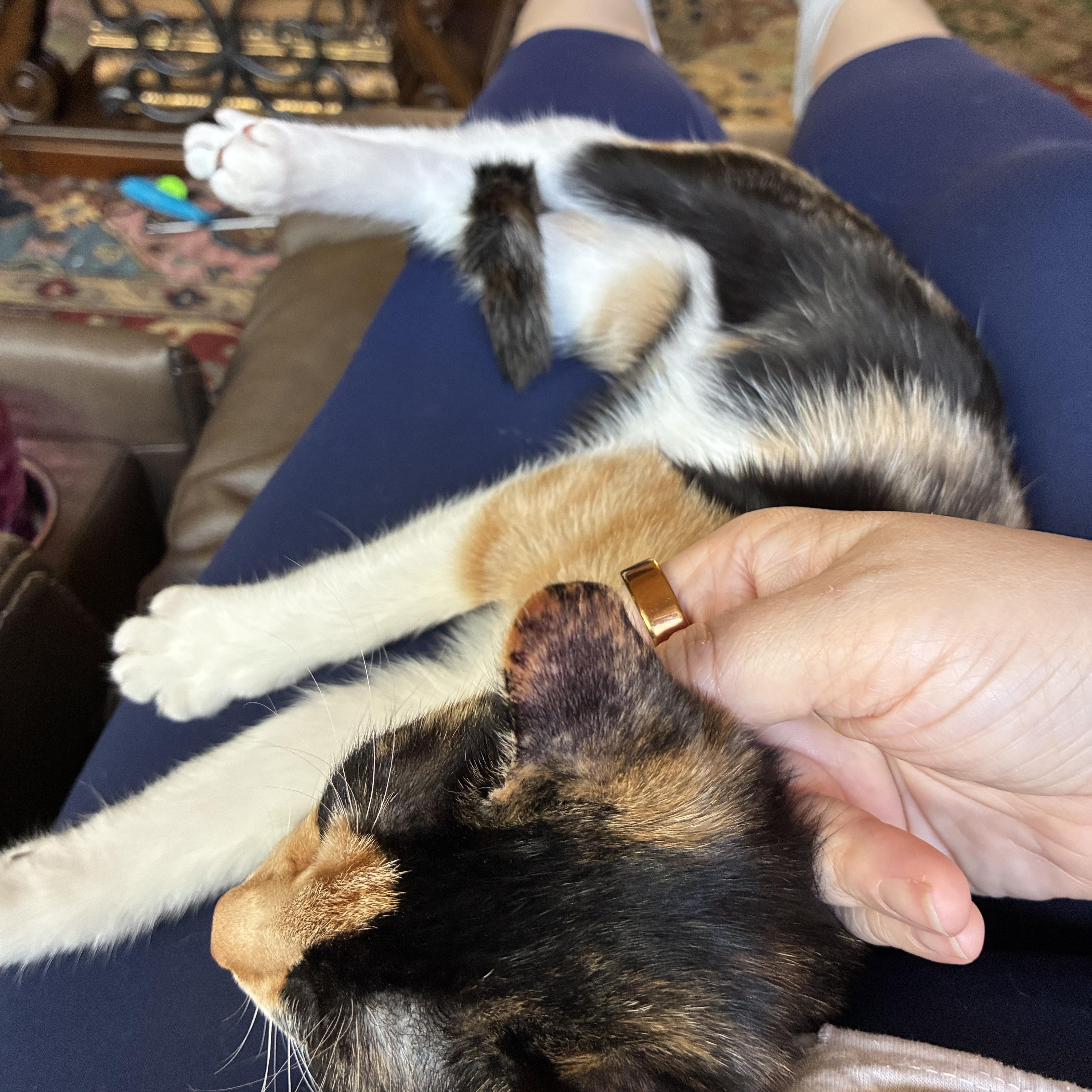 Enlarge Cora, a Adoptable Domestic Short Hair in Huffman, TX image 5/6