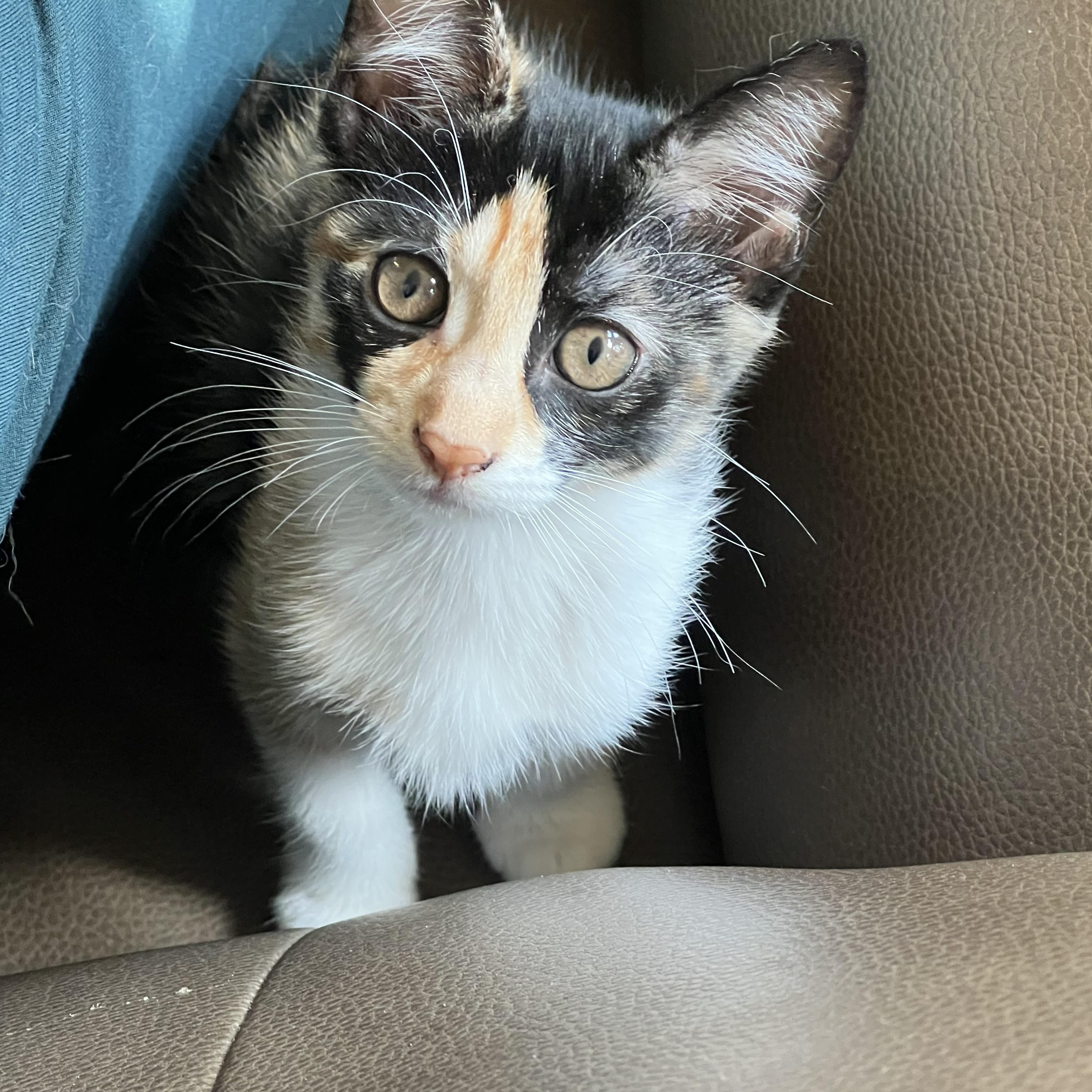 Enlarge Cora, a Adoptable Domestic Short Hair in Huffman, TX image 1/3