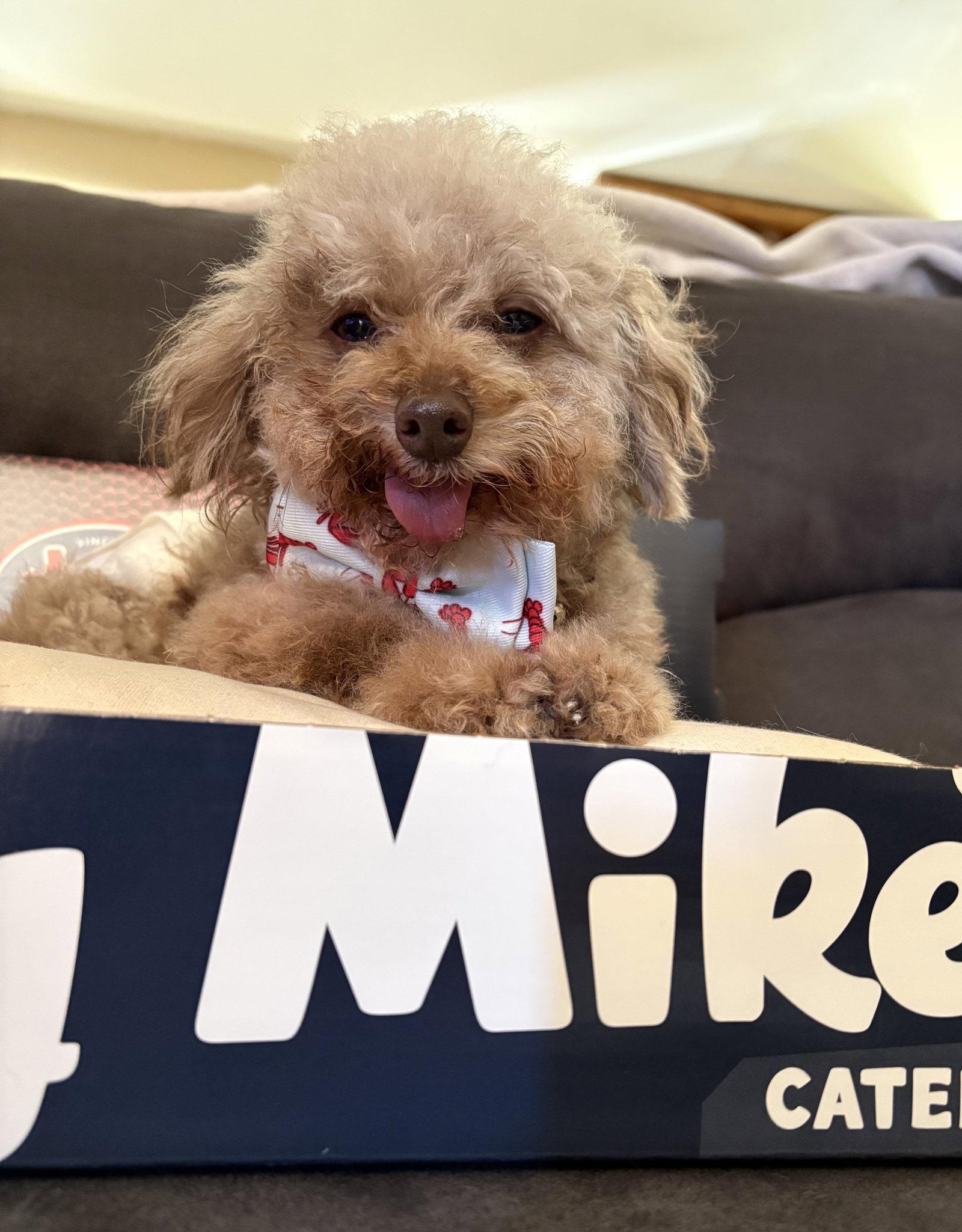 Jersey Mike, Adoptable, Senior Male Poodle.