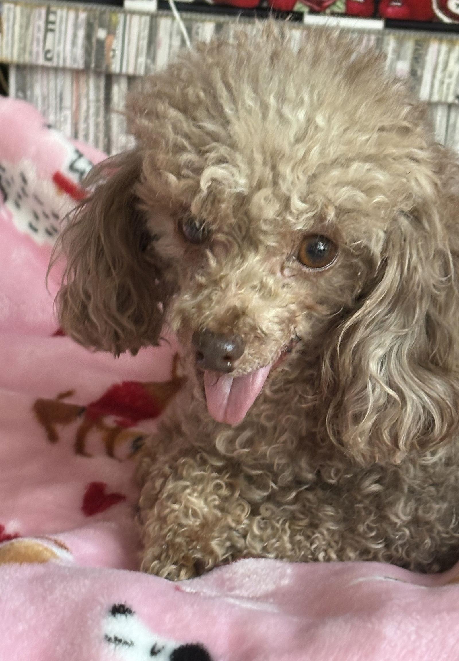 Jersey Mike, a Adoptable Poodle in Wheaton, IL image 1/3