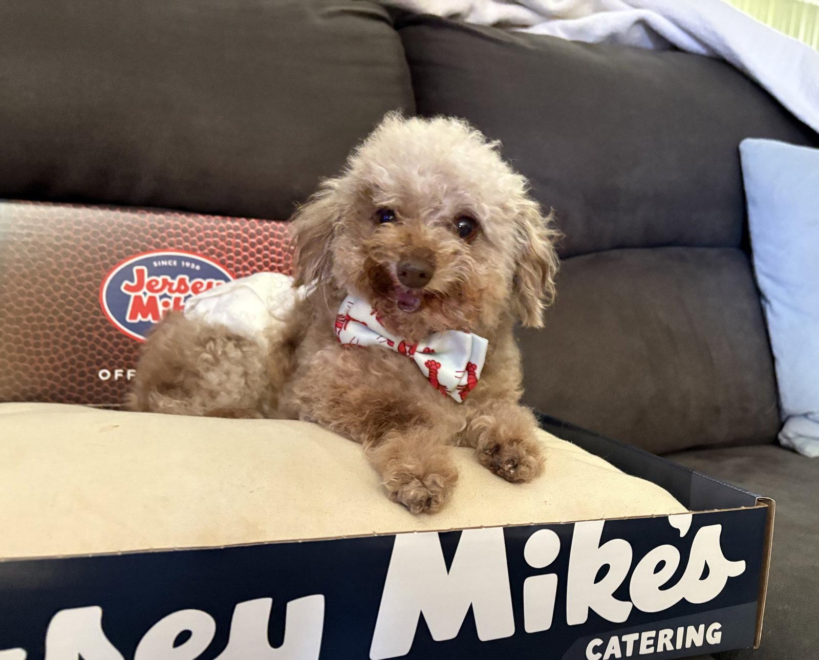 Jersey Mike, a Adoptable Poodle in Wheaton, IL image 2/3