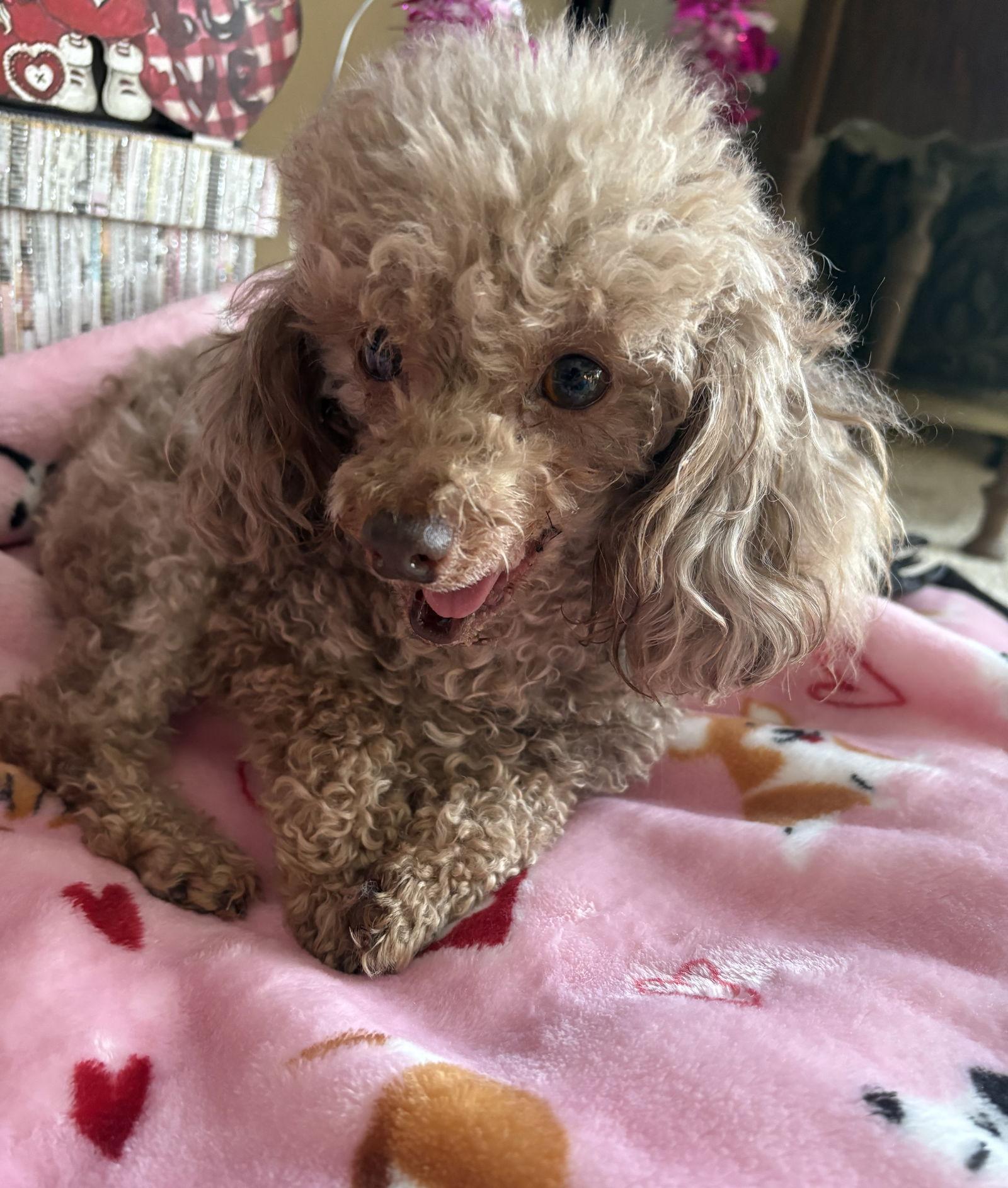 Jersey Mike, a Adoptable Poodle in Wheaton, IL image 2/3