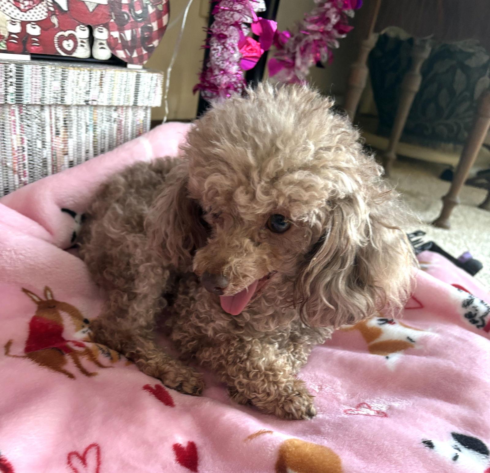 Jersey Mike, a Adoptable Poodle in Wheaton, IL image 3/3