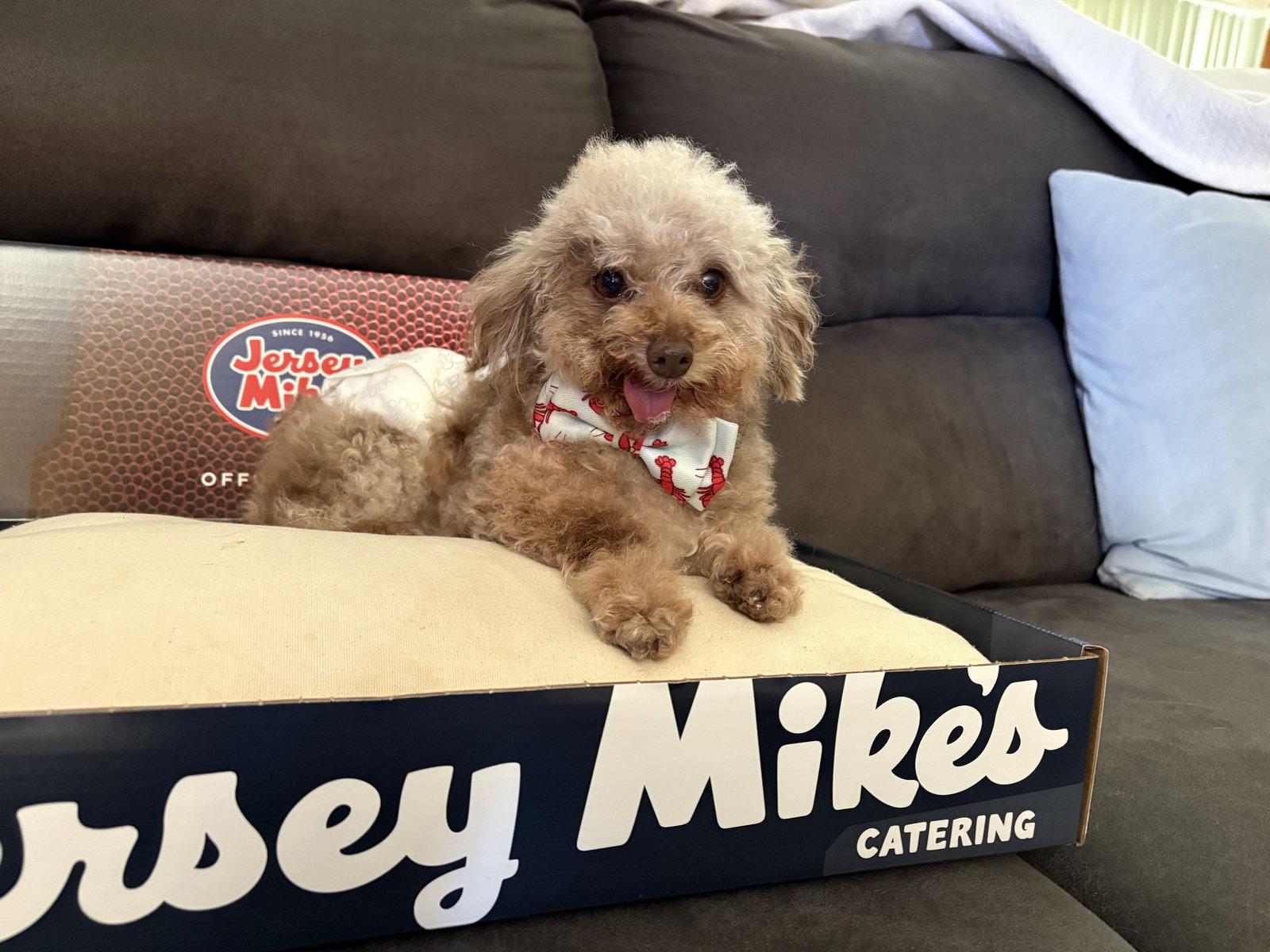 Jersey Mike, a Adoptable Poodle in Wheaton, IL image 3/3