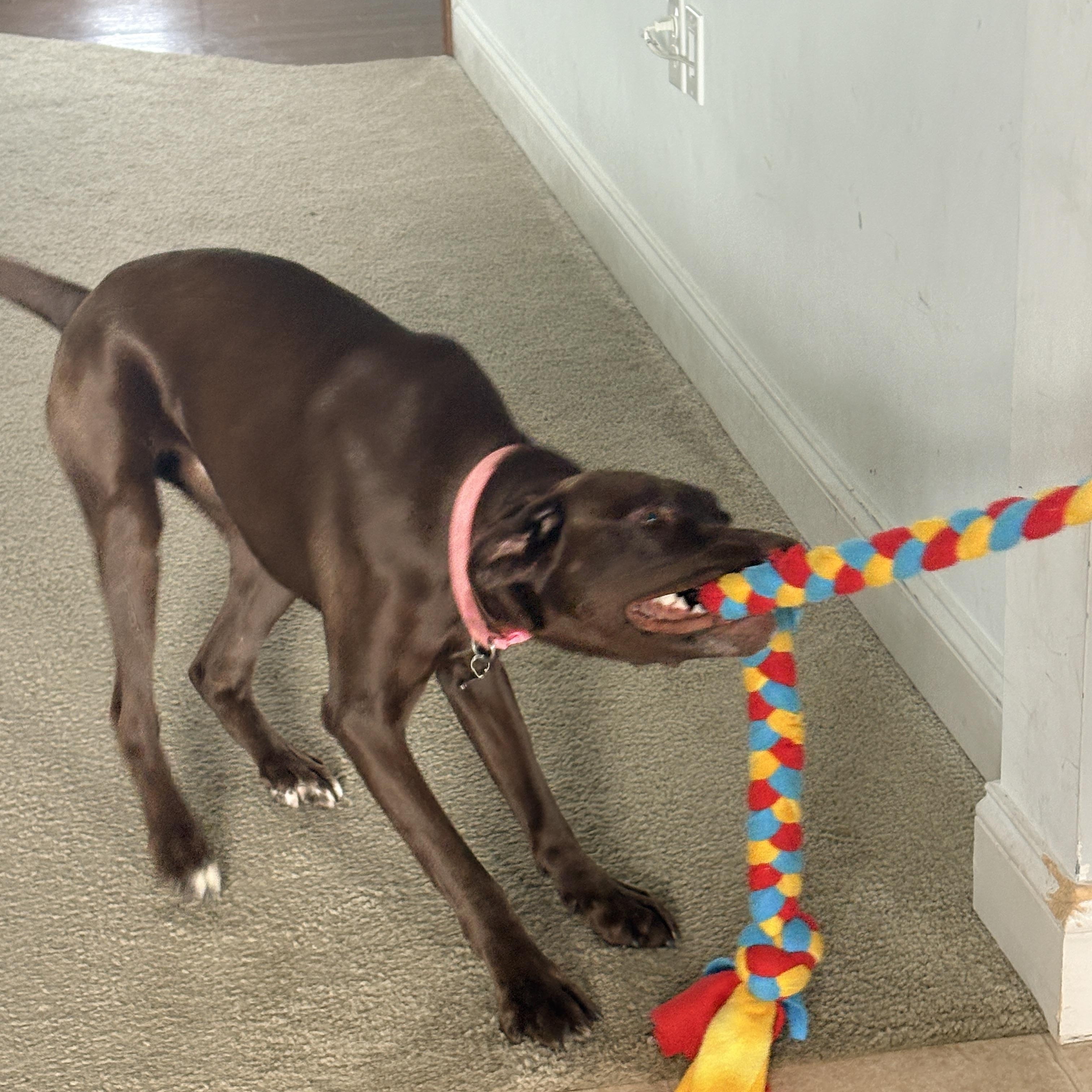 Hollow, a Adoptable mixed breed in Warrington, PA image 5/6