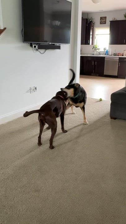 Enlarge Hollow, a Adoptable mixed breed in Warrington, PA video 4/6