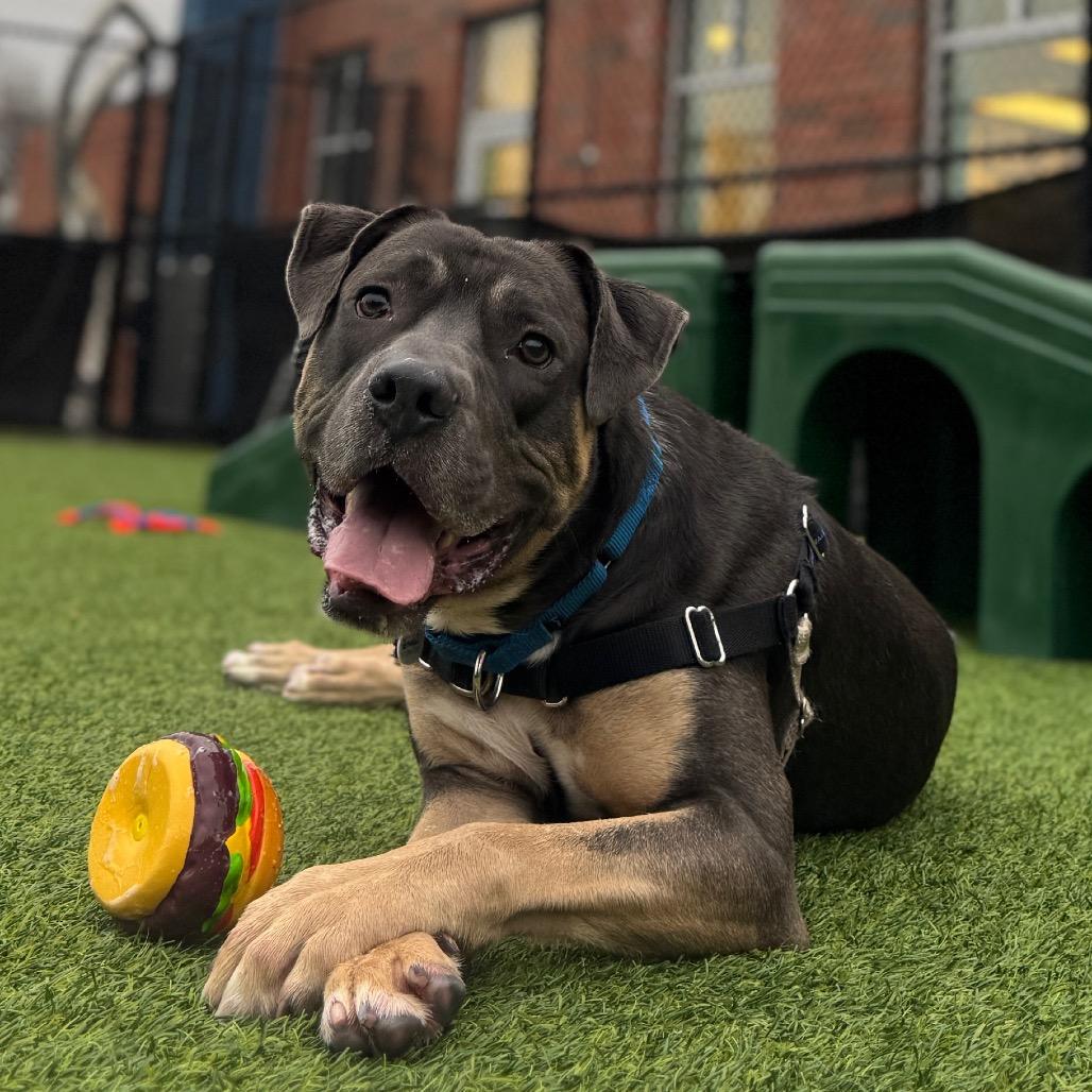 Shiloh, Adoptable, Adult Male Mixed Breed.