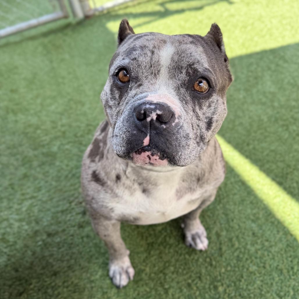 Madea, Adoptable, Young Female English Bulldog & Mixed Breed.