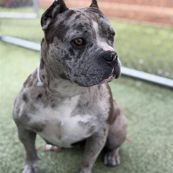 Enlarge Madea, a Adoptable mixed breed in Hawthorne, CA image 2/2