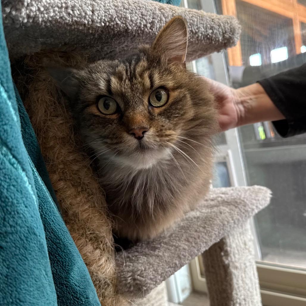 Enlarge Loki, a Adoptable Domestic Long Hair in Port Angeles, WA image 1/6