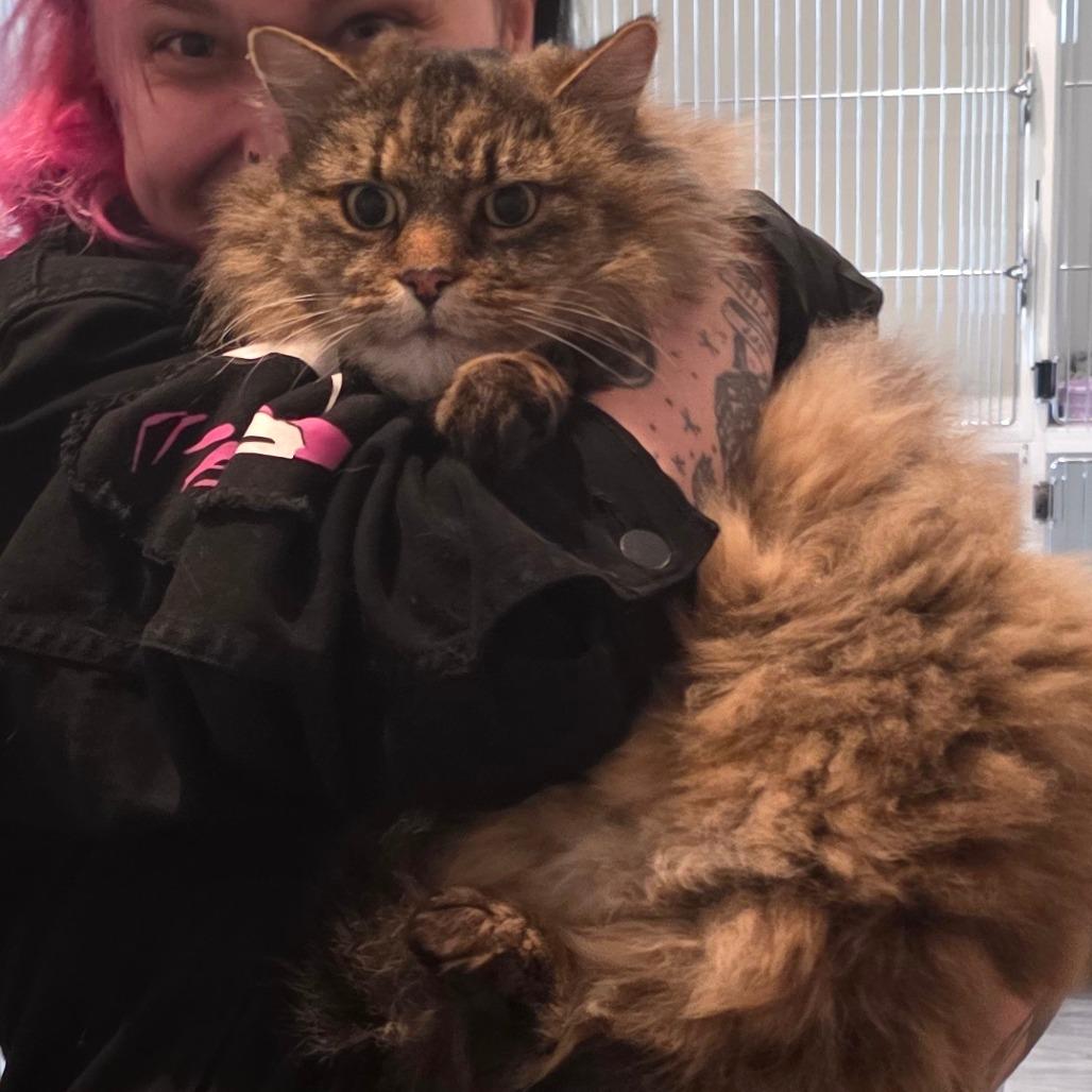 Enlarge Loki, a Adoptable Domestic Long Hair in Port Angeles, WA image 2/6