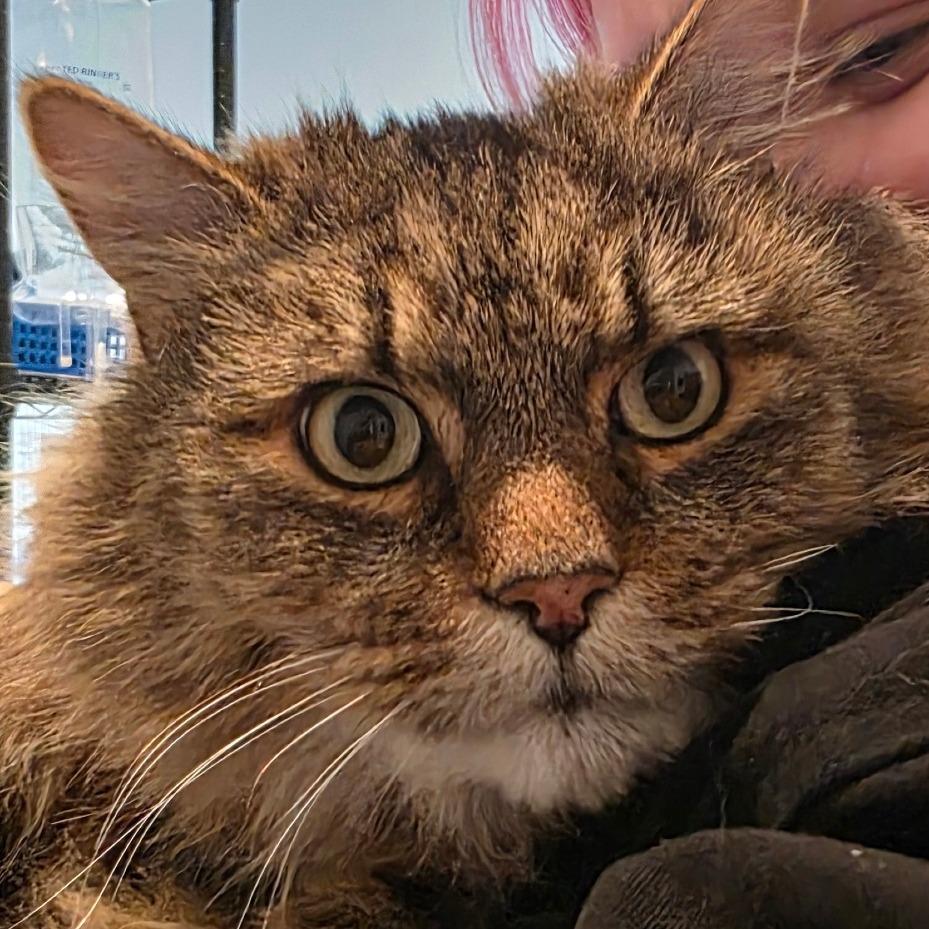 Enlarge Loki, a Adoptable Domestic Long Hair in Port Angeles, WA image 3/6