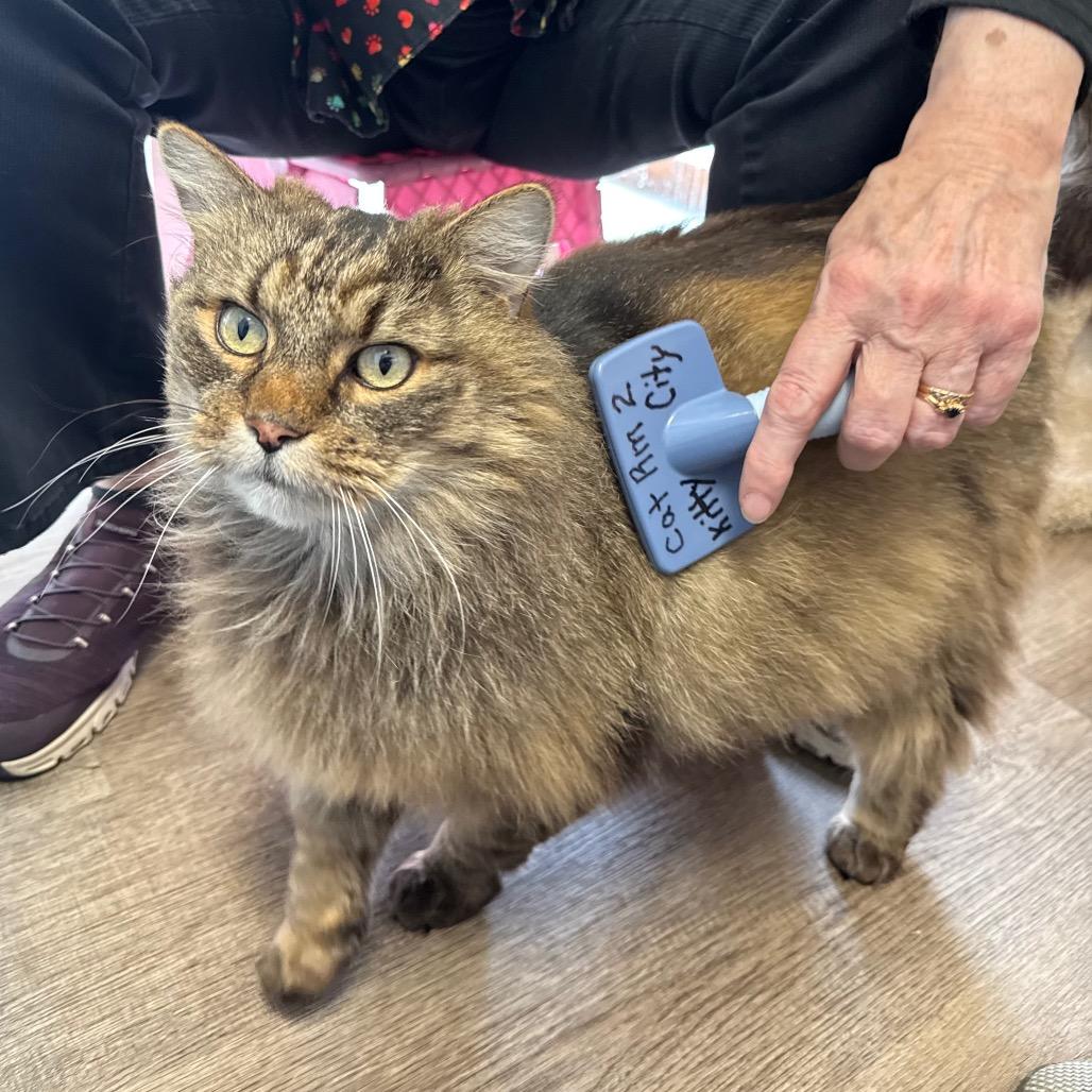 Enlarge Loki, a Adoptable Domestic Long Hair in Port Angeles, WA image 5/6