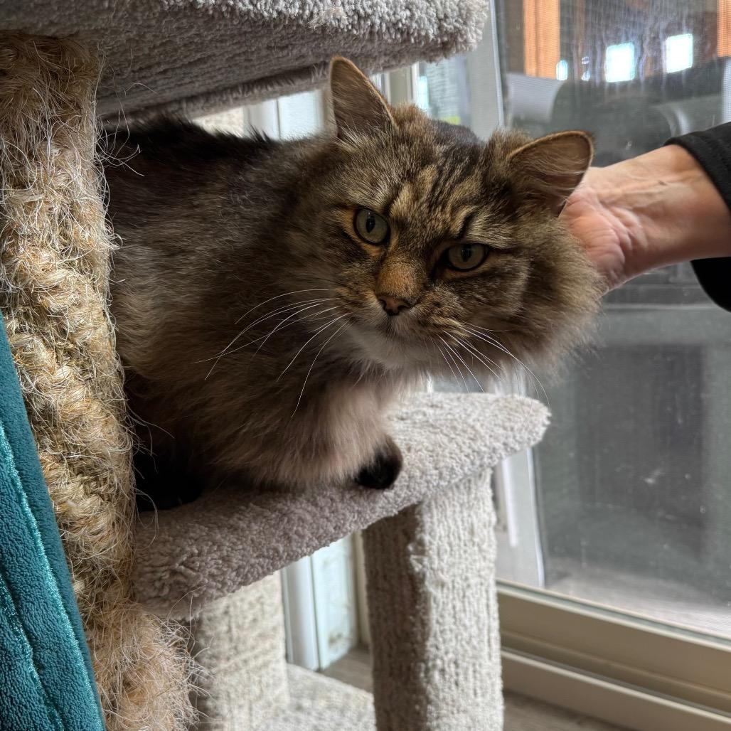 Enlarge Loki, a Adoptable Domestic Long Hair in Port Angeles, WA image 6/6