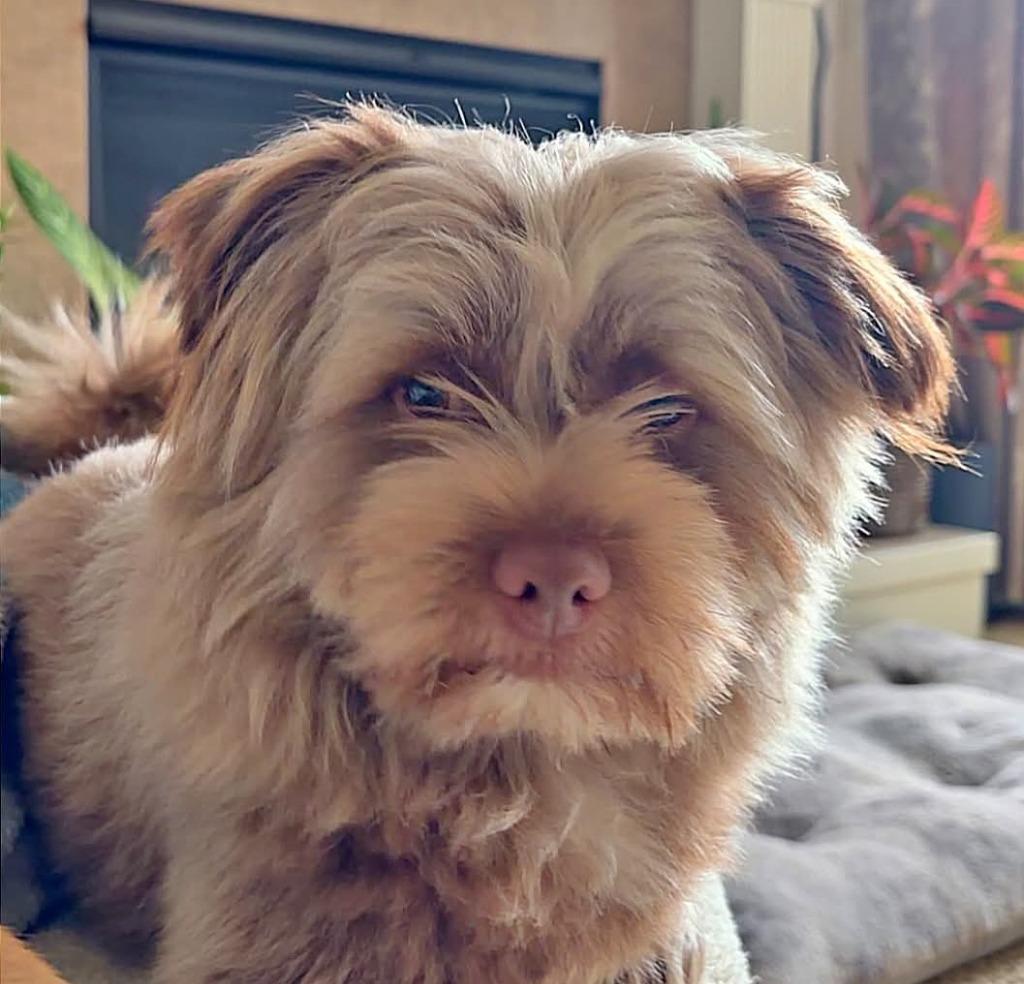 Lenny, Adopted, Young Male Yorkshire Terrier & Terrier.