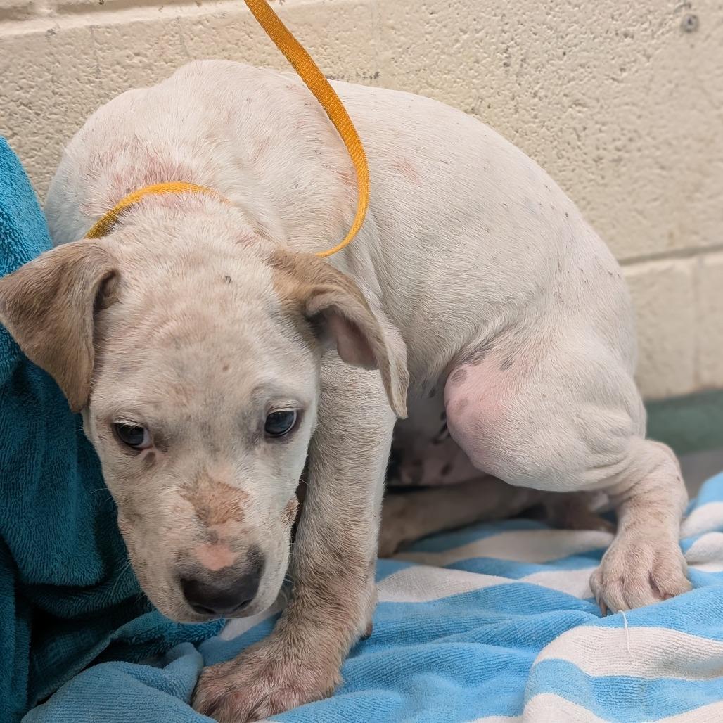 Enlarge Bobik aka "PJ", a Adoptable Mixed Breed in Memphis, TN image 1/2