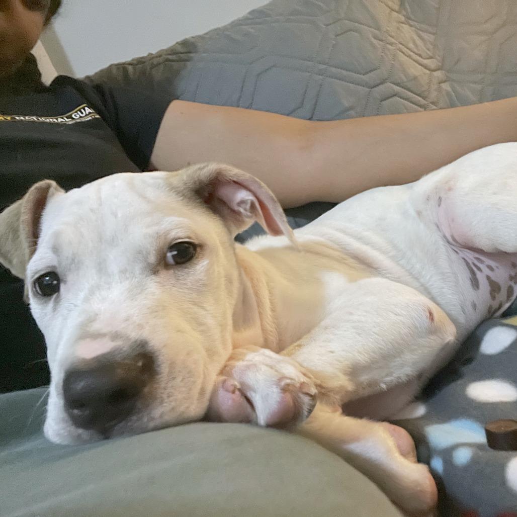 Enlarge Bobik aka "PJ", a Adoptable Mixed Breed in Memphis, TN image 2/2