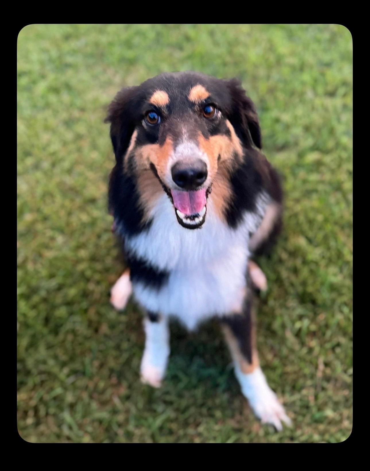 Enlarge Roscoe, a Adoptable mixed breed in CLINTON, NJ image 1/5