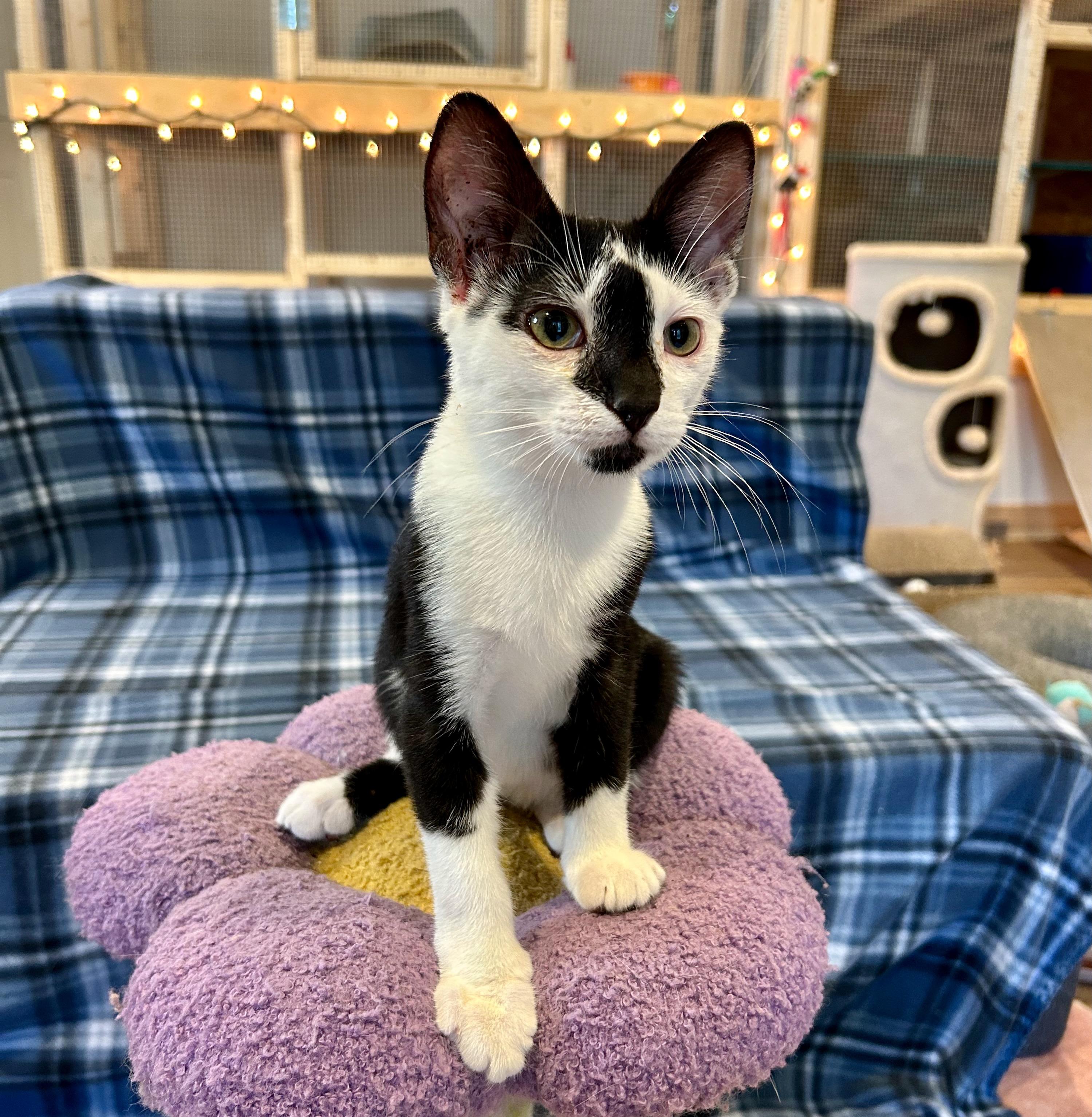 Joey, Adoptable, Young Male Tuxedo.