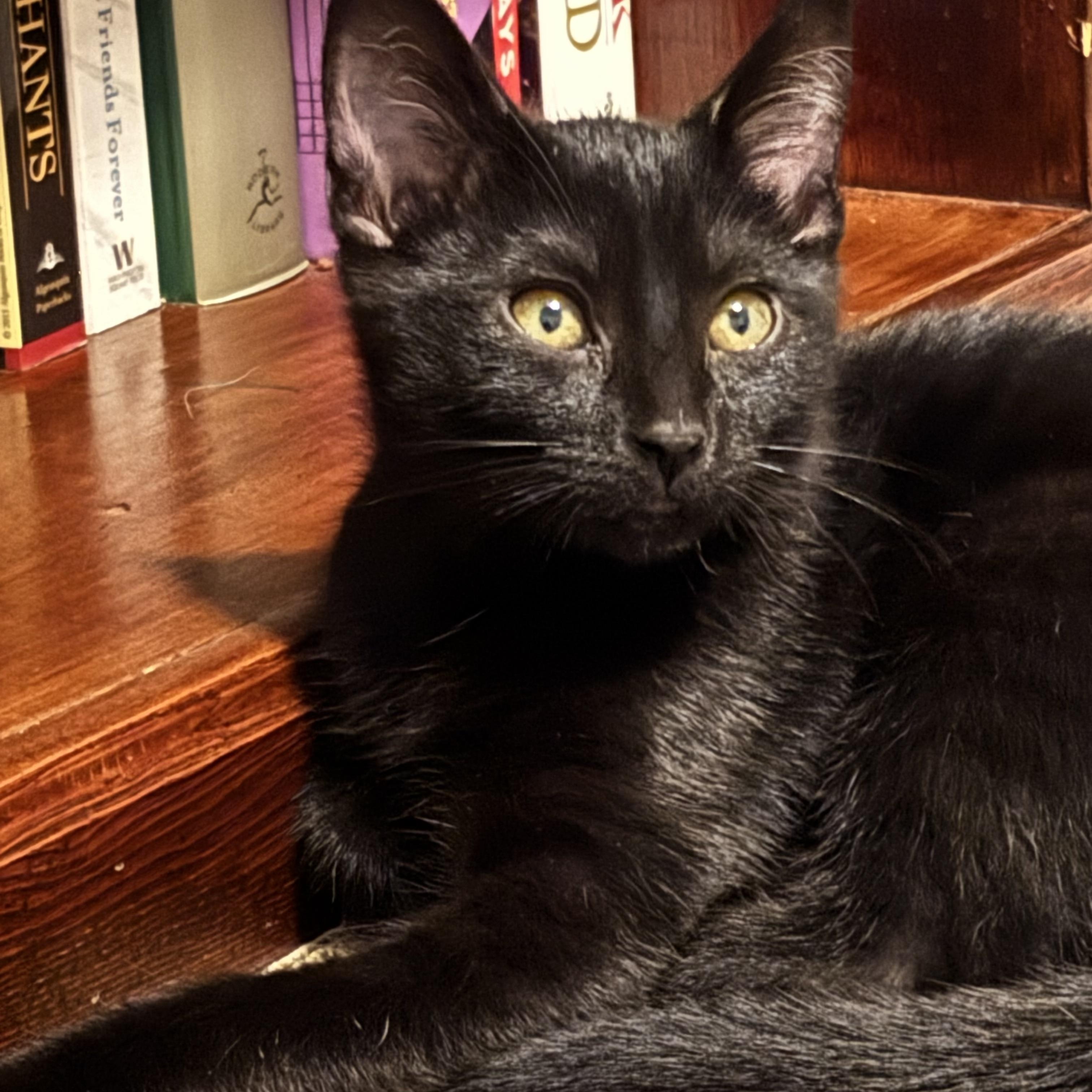 Enlarge Jett, a Adoptable Domestic Short Hair in Sacramento, CA image 2/6