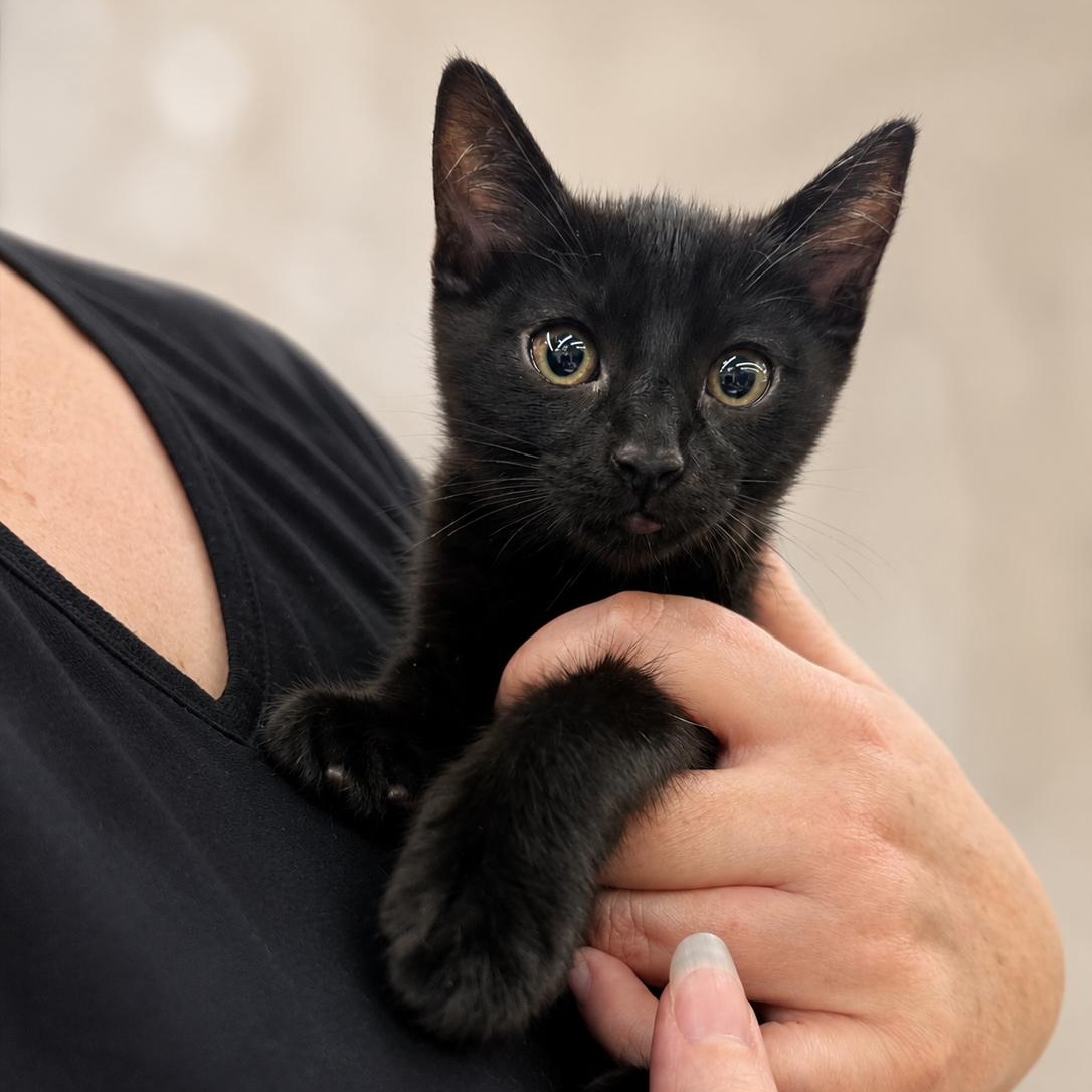 Enlarge Jett, a Adoptable Domestic Short Hair in Sacramento, CA image 1/6