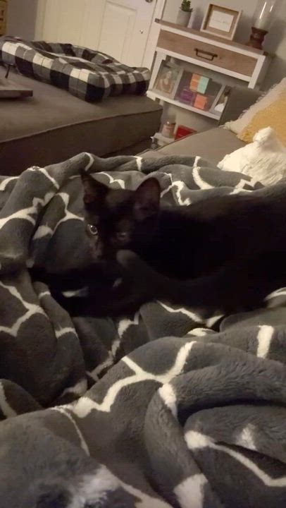 Enlarge Jett, a Adoptable Domestic Short Hair in Sacramento, CA video 5/6