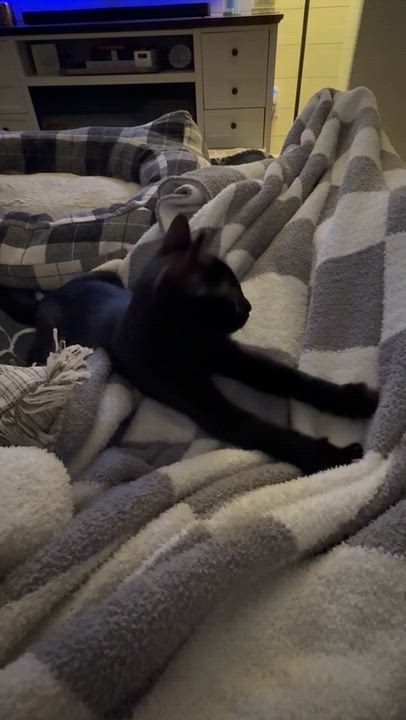 Enlarge Jett, a Adoptable Domestic Short Hair in Sacramento, CA video 6/6