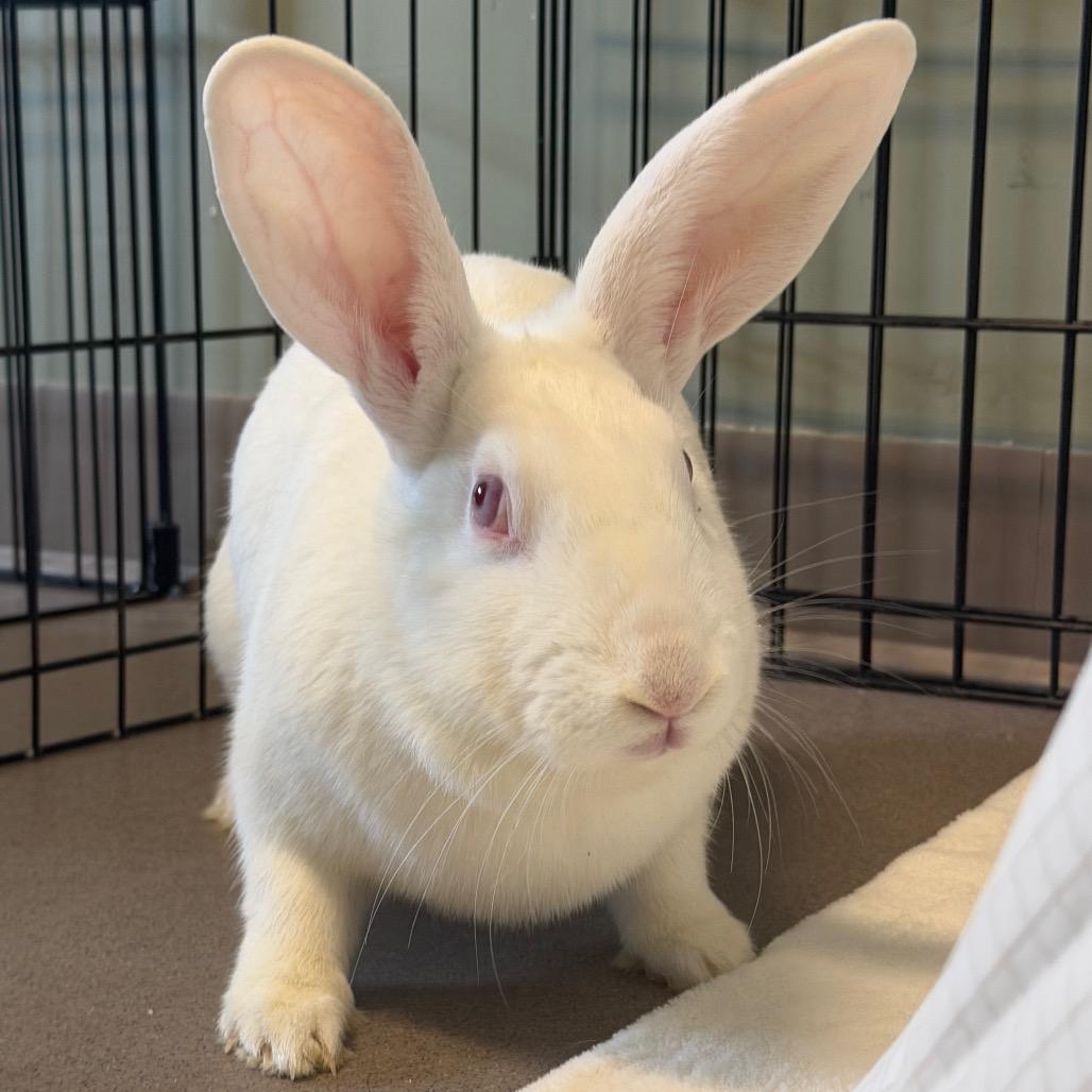 Pinky, Adoptable, Young Female Bunny Rabbit & Bunny Rabbit.