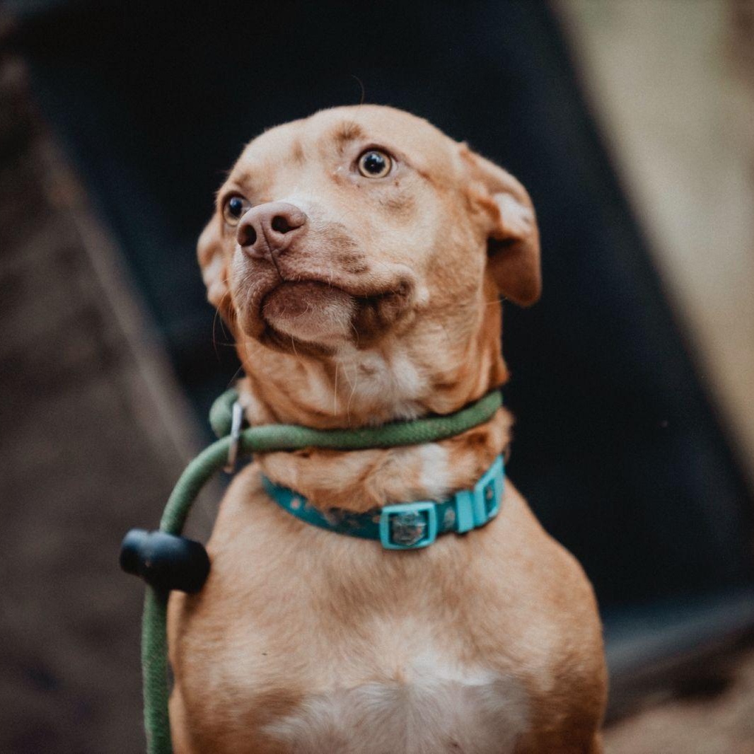 Enlarge Milo, a ADOPTABLE mixed breed in New York, NY image 6/6