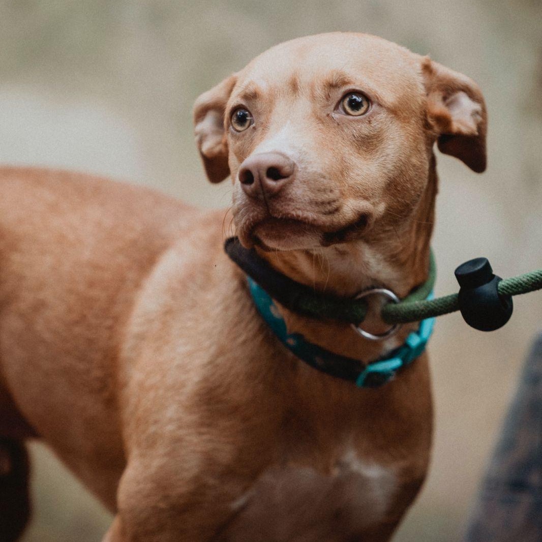 Enlarge Milo, a ADOPTABLE mixed breed in New York, NY image 1/6