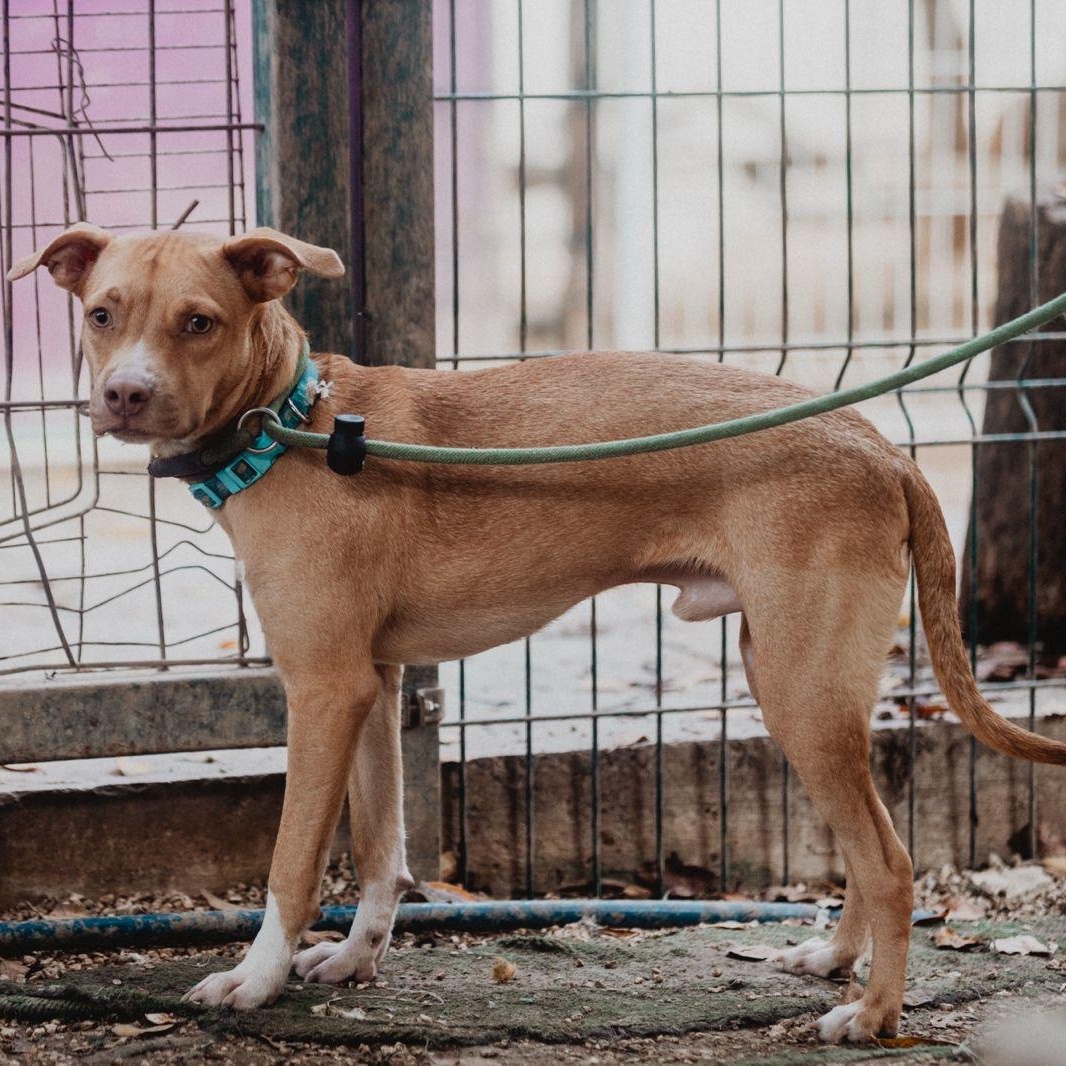 Enlarge Milo, a ADOPTABLE mixed breed in New York, NY image 2/6