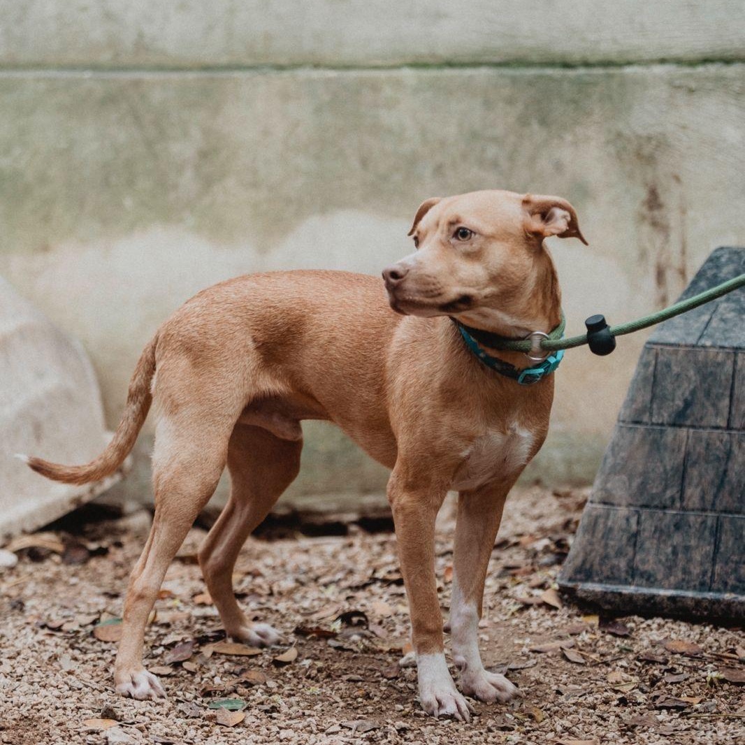 Enlarge Milo, a ADOPTABLE mixed breed in New York, NY image 5/6